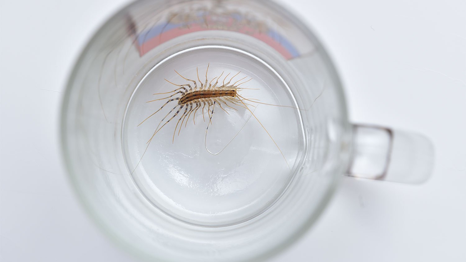 A view of a centipede trapped under a glass cup