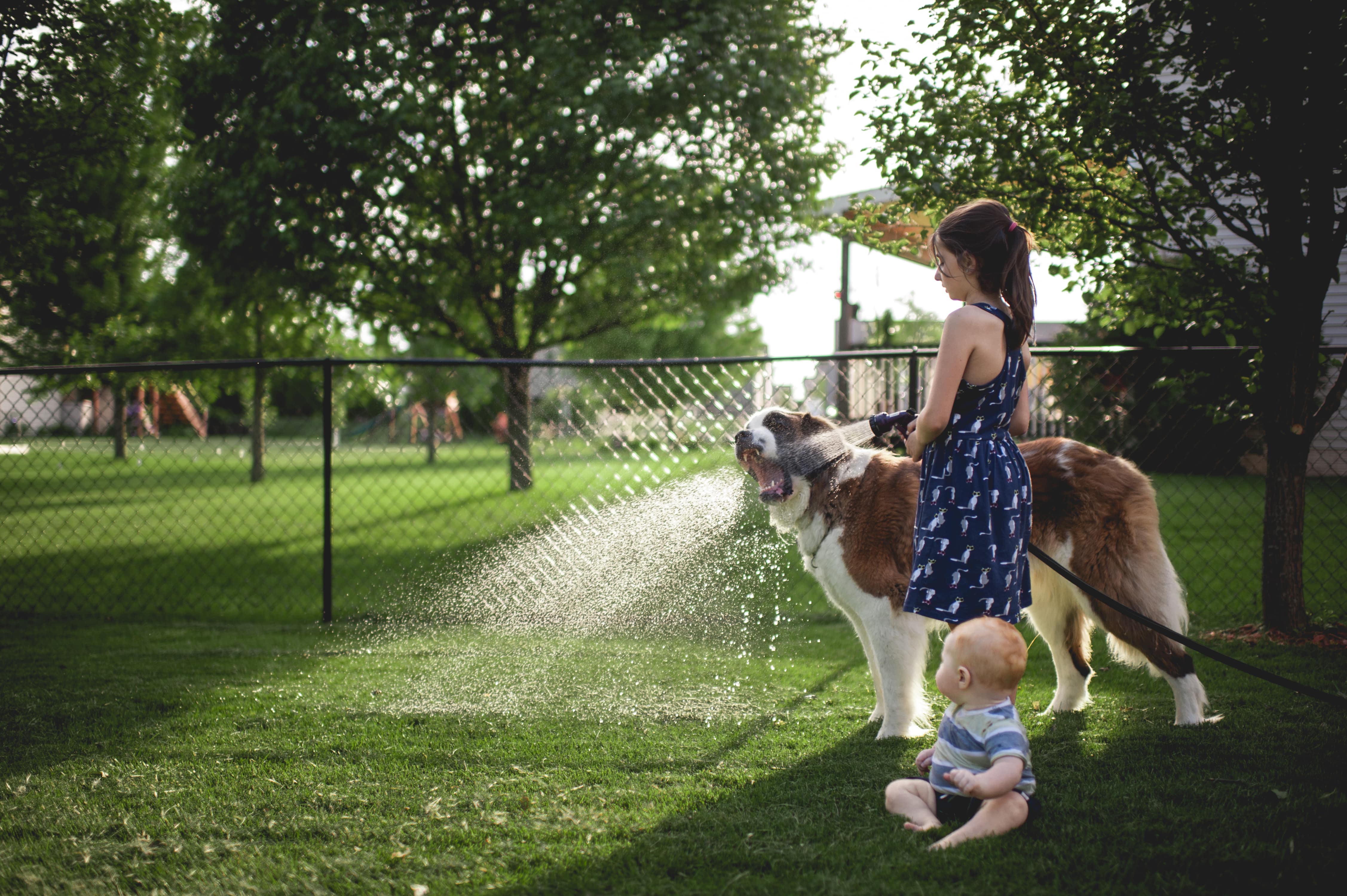 Brother and sister playing with dog in chain link fence yard