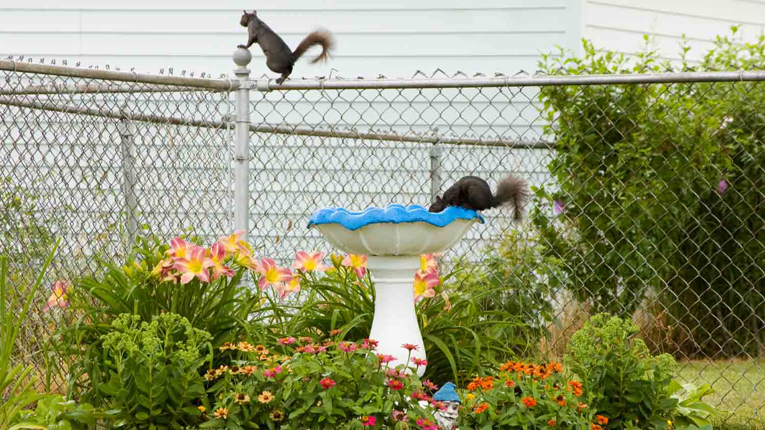 chain link yard with bird fountain