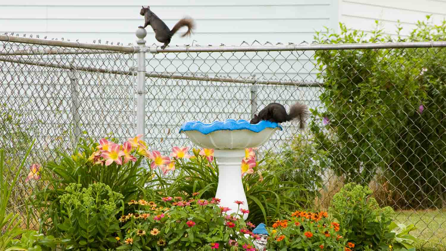 chain link yard with bird fountain 