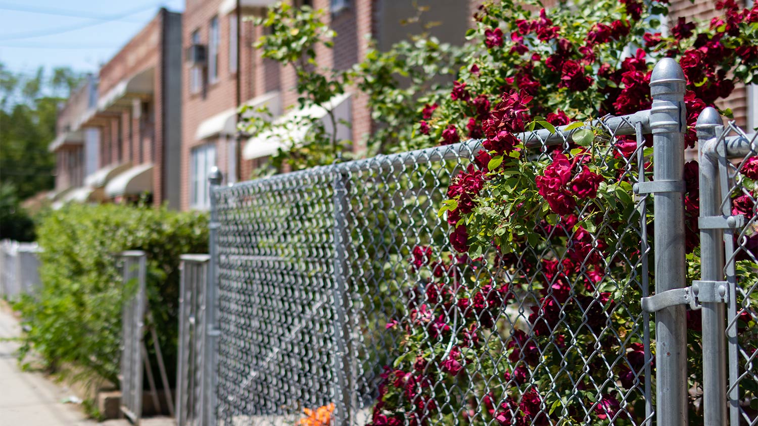 Chain link fence and roses