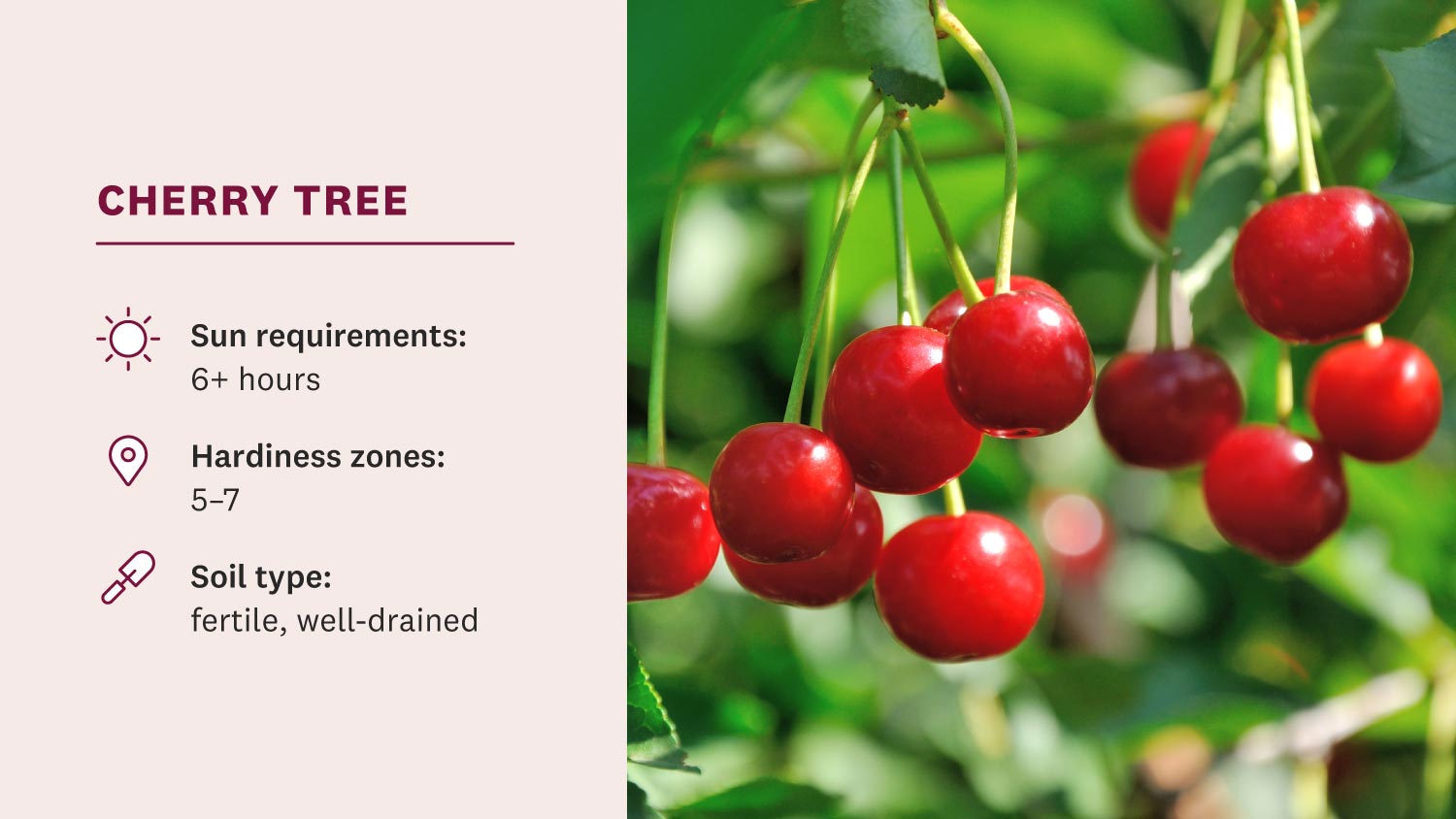 17 Best Fruit-Bearing Trees to Grow in Your Backyard