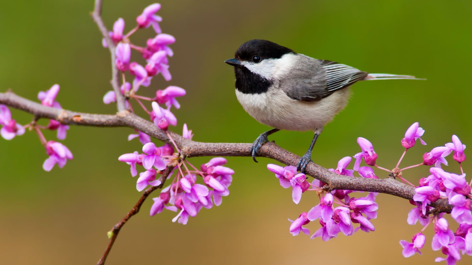 chickadee sitting on flower branch