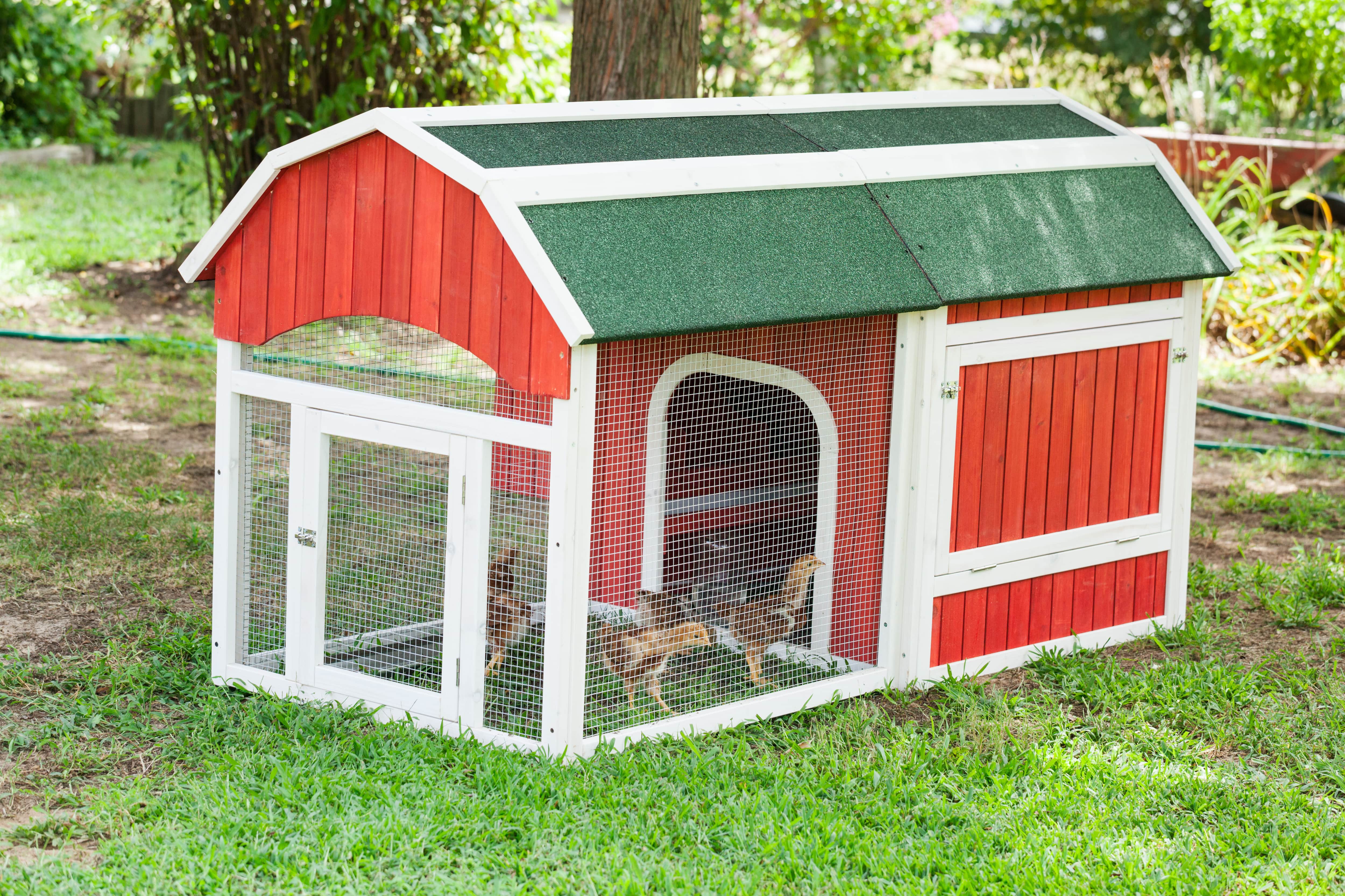 A red painted barn-style coop with chicks inside