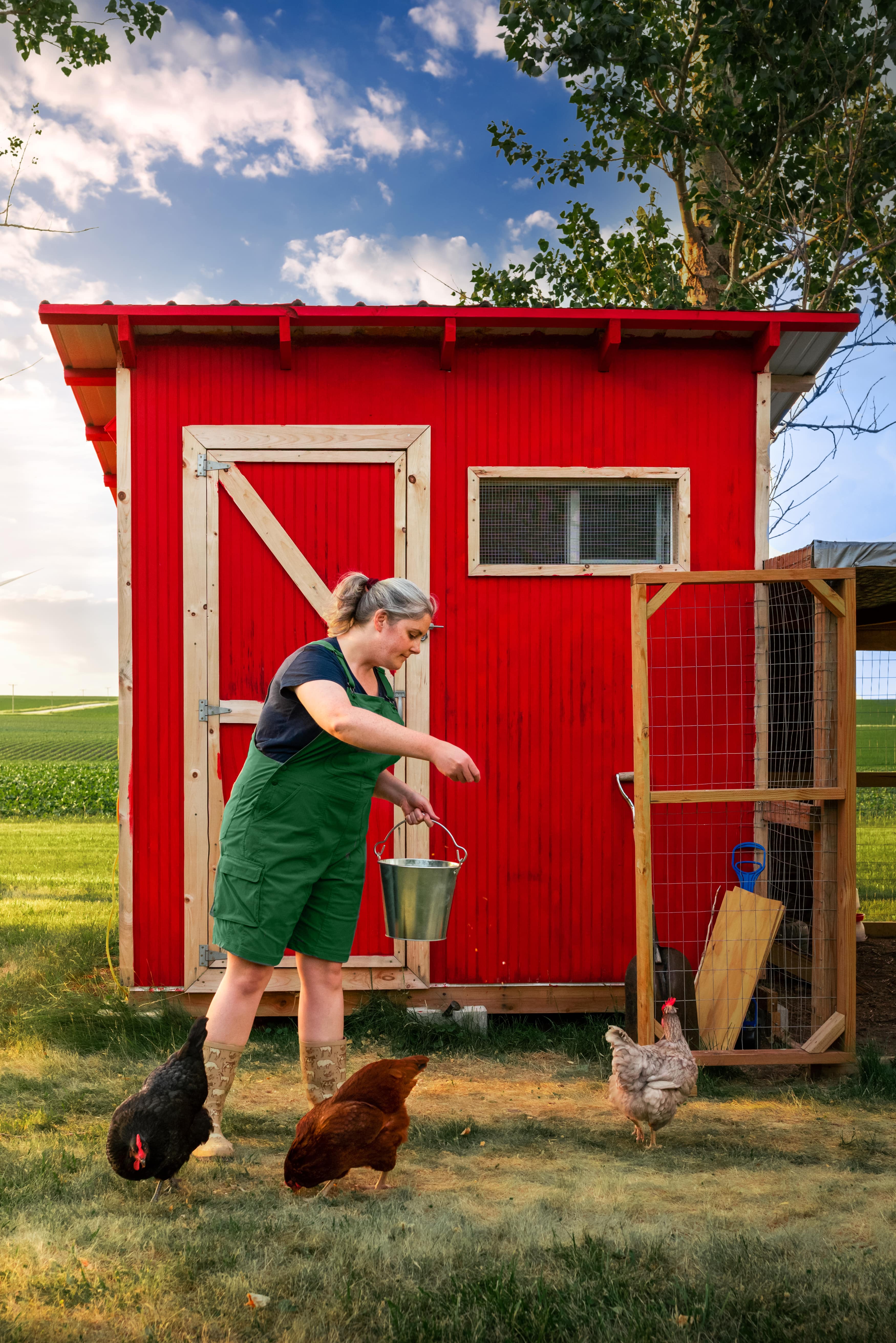 A woman feeds chickens in front of a shed with an attached coop