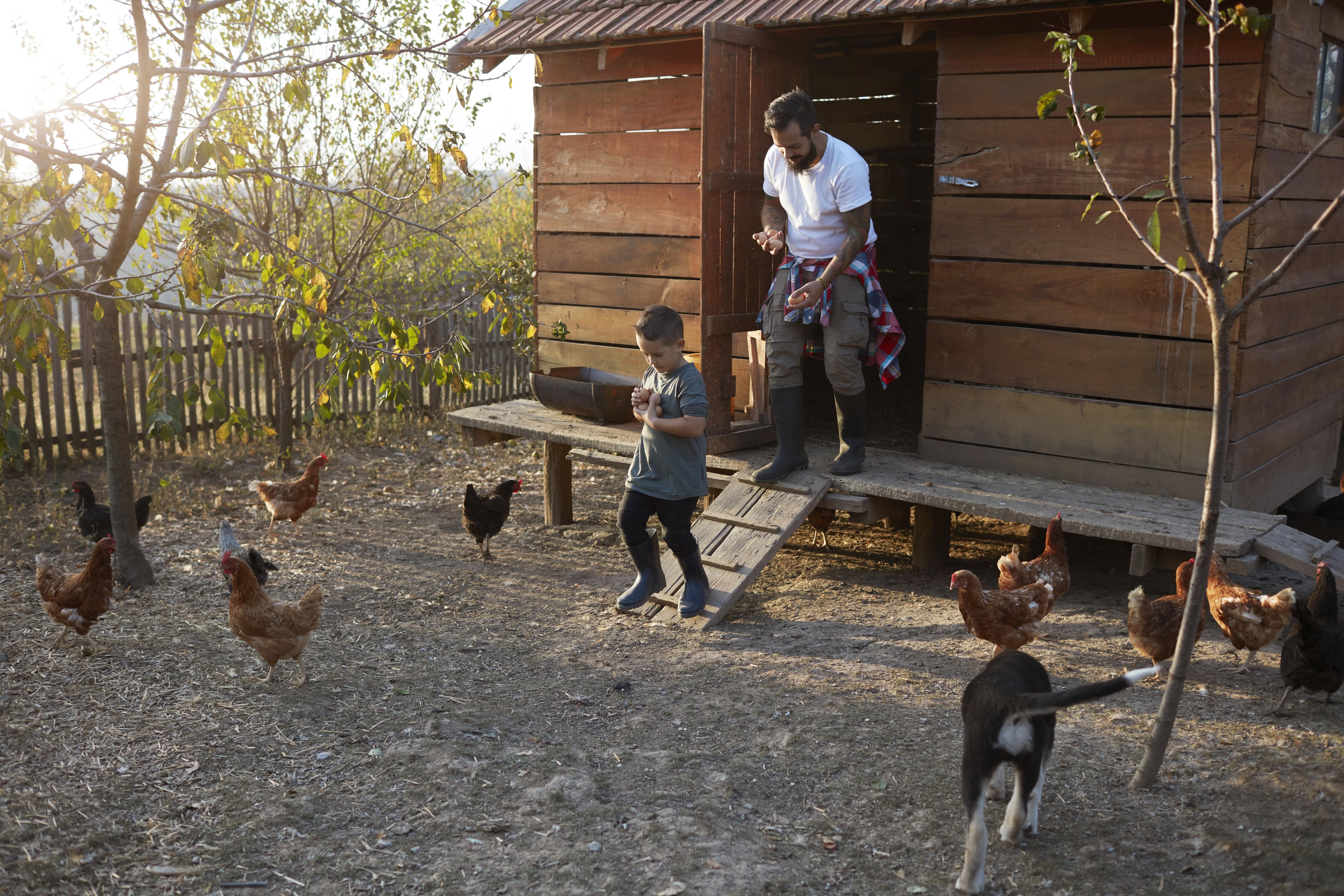 A man and son walk out of an elevated chicken coop