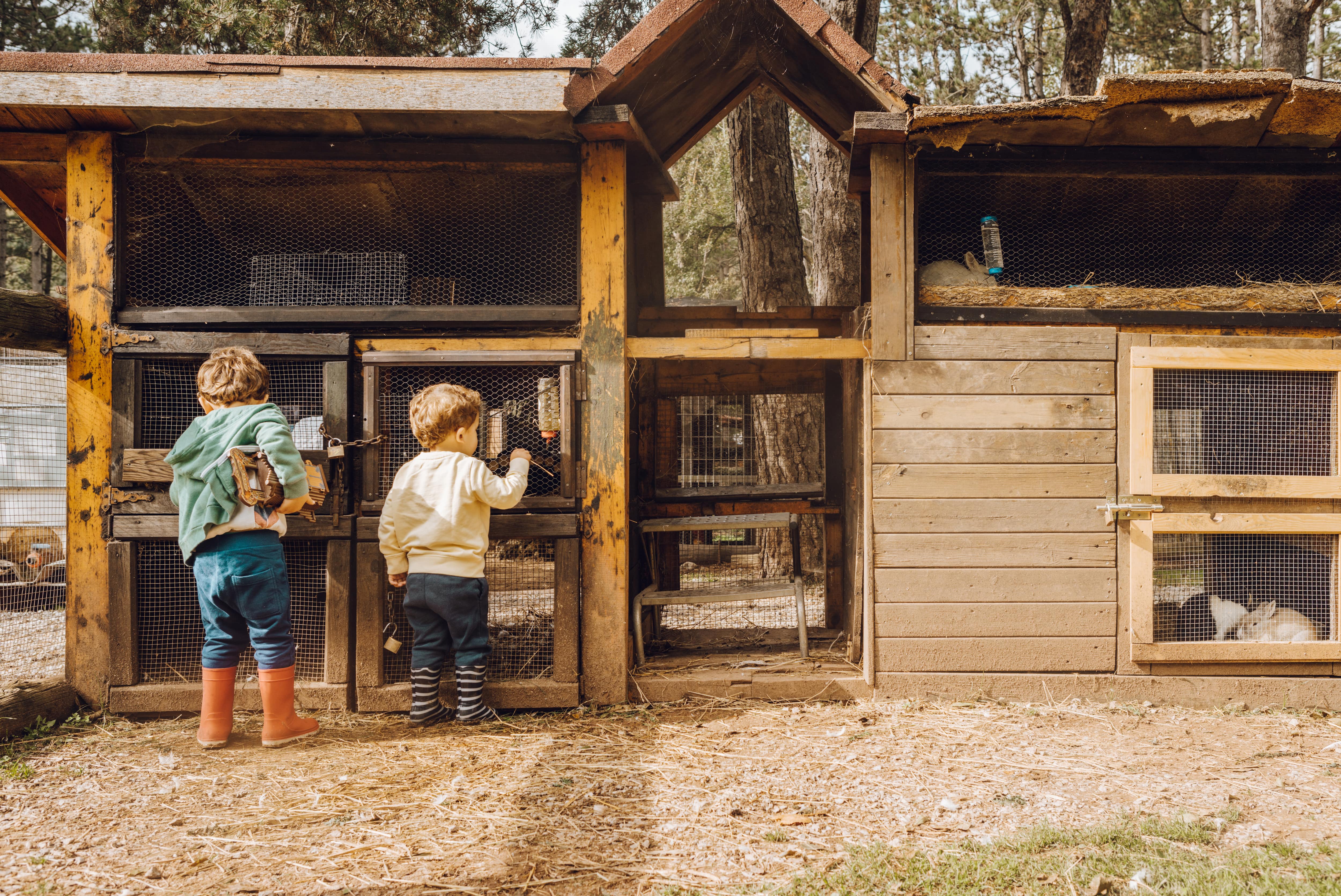 Two young boys peer into a chicken coop with an attached bunny hut