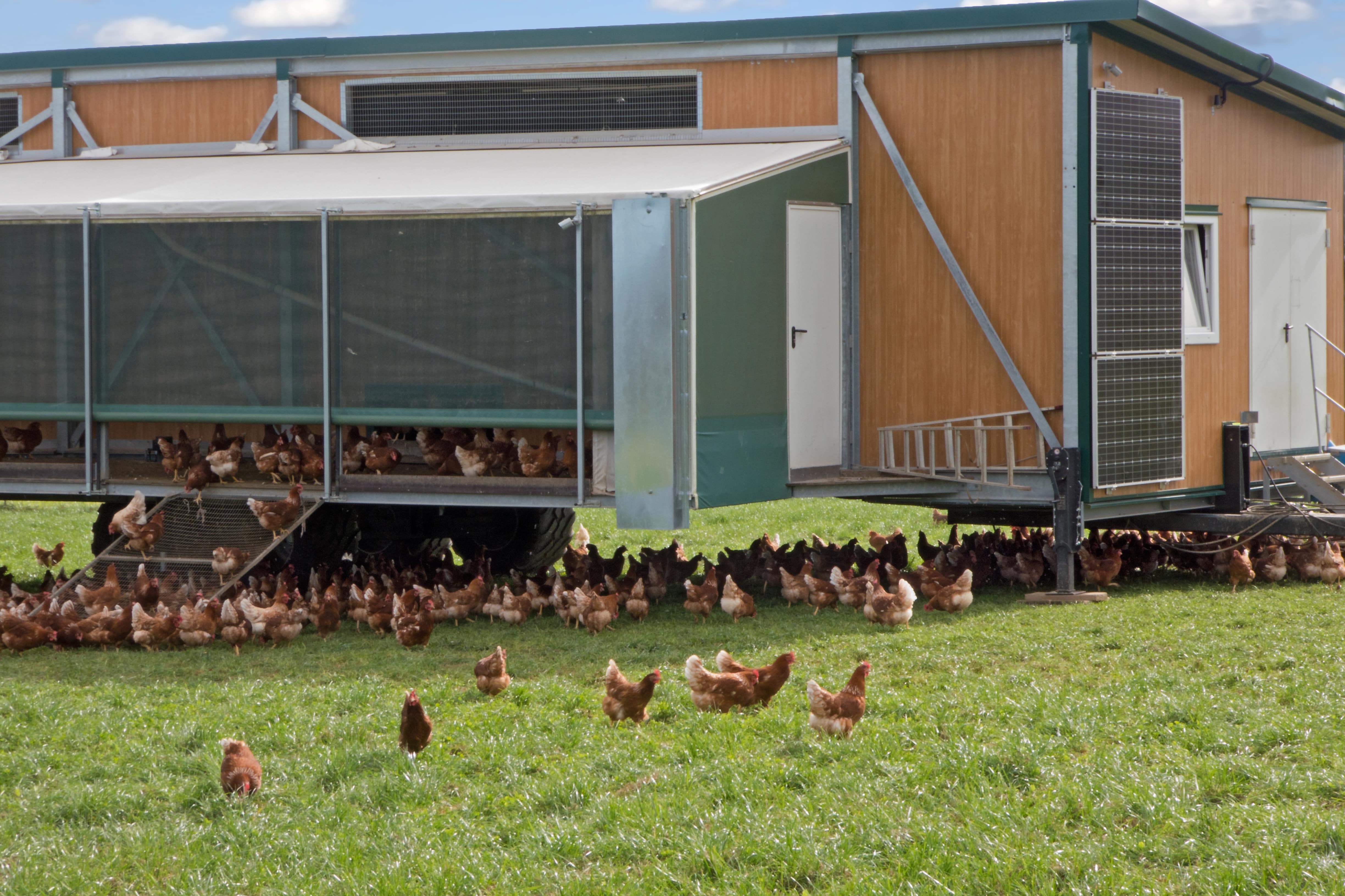 A large, trailer-sized chicken coop with chickens in front of it 