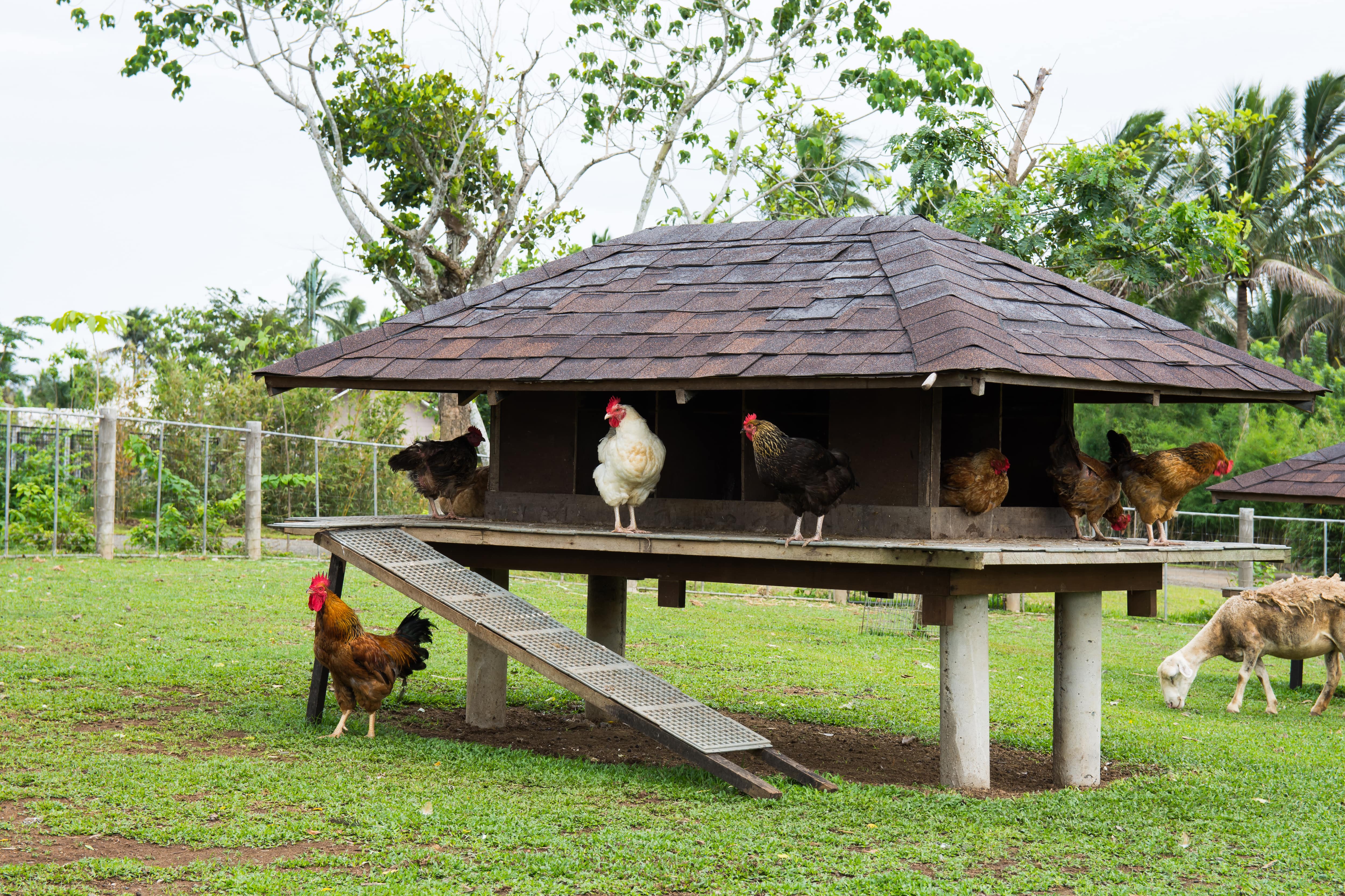 Multiple chickens standing on the deck of a modern chicken coop with a large roof