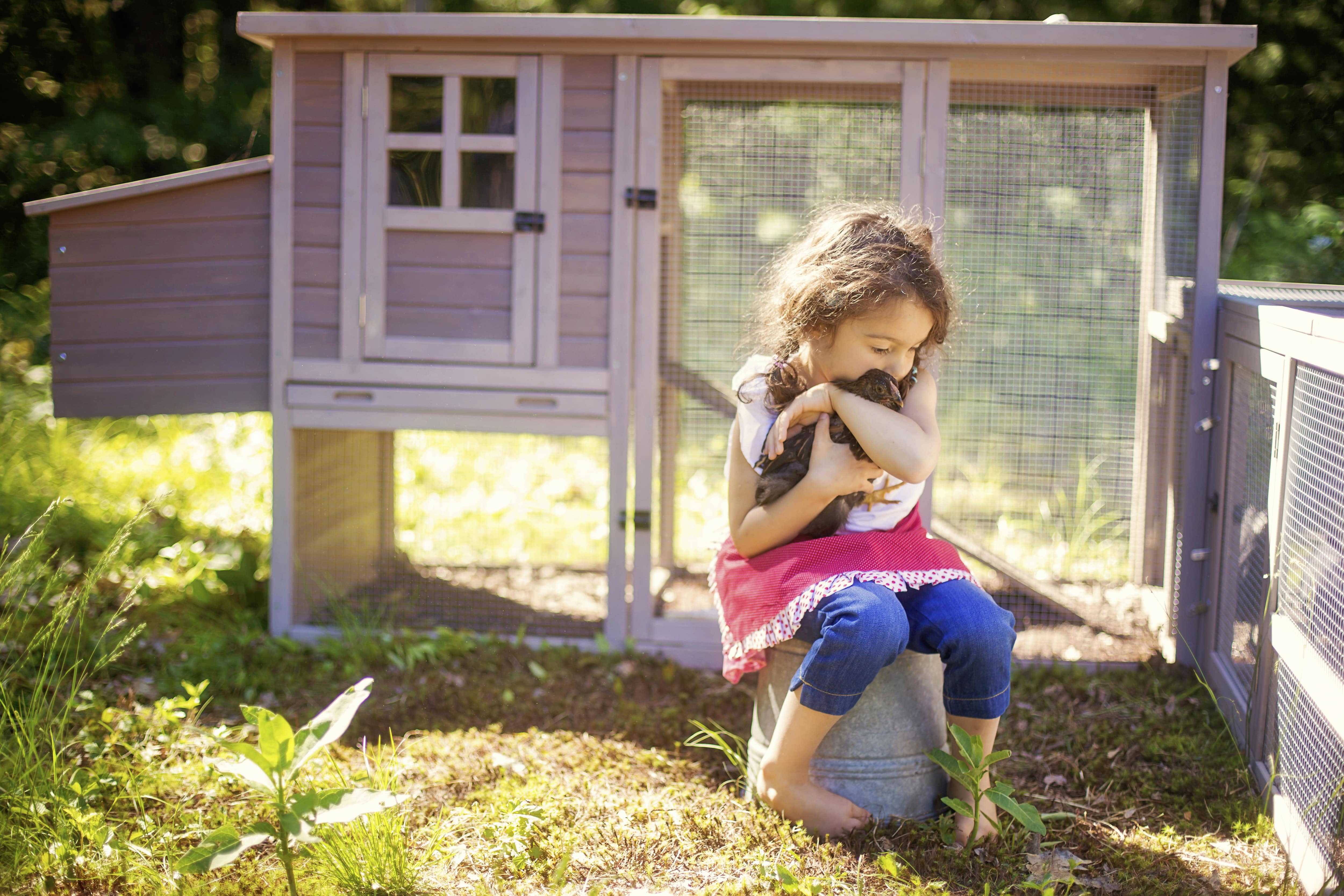 A young girl holds a young chicken in front of a lavender-colored coop