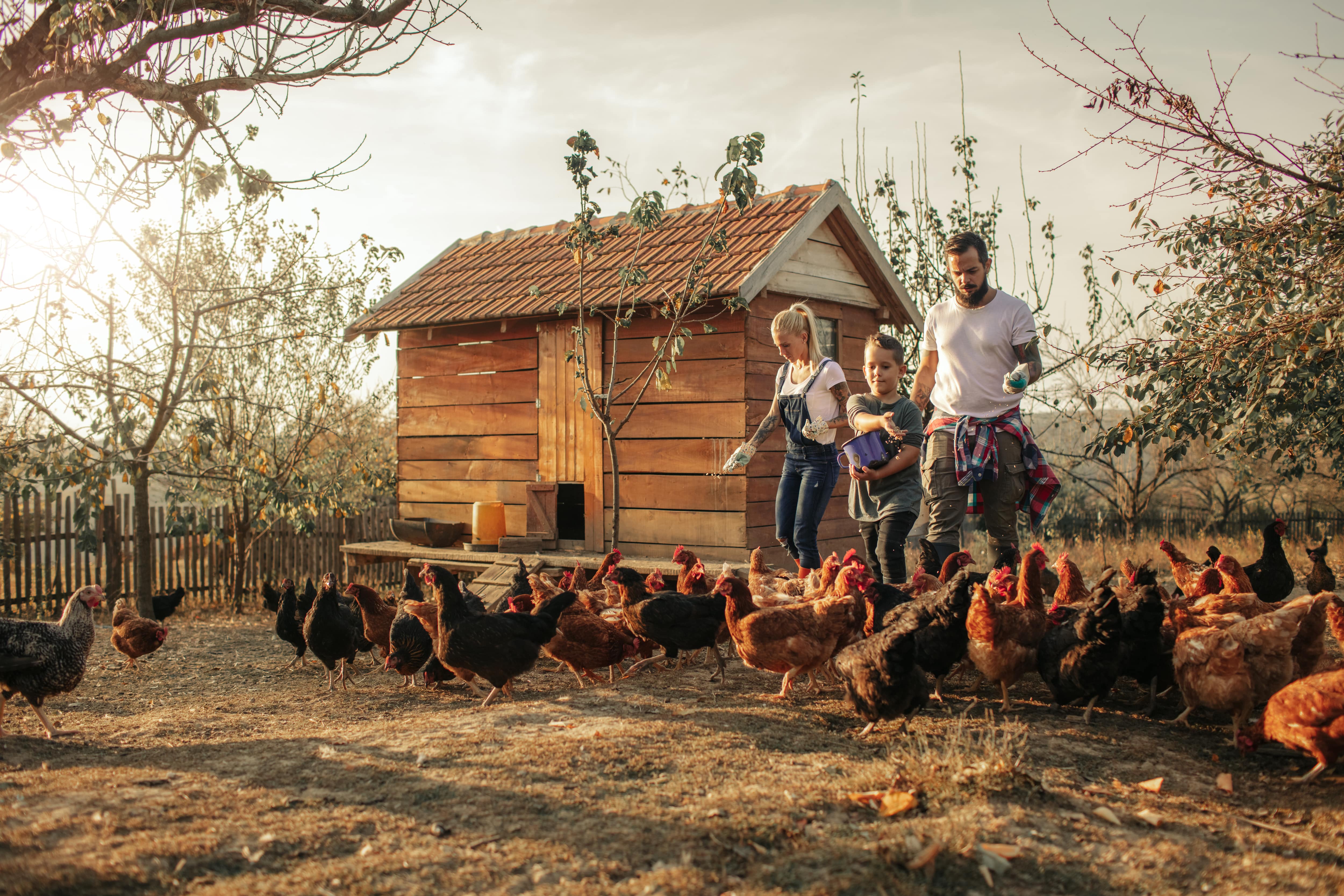 A man, woman and young boy feed chickens in front of a large coop made of wood pallets