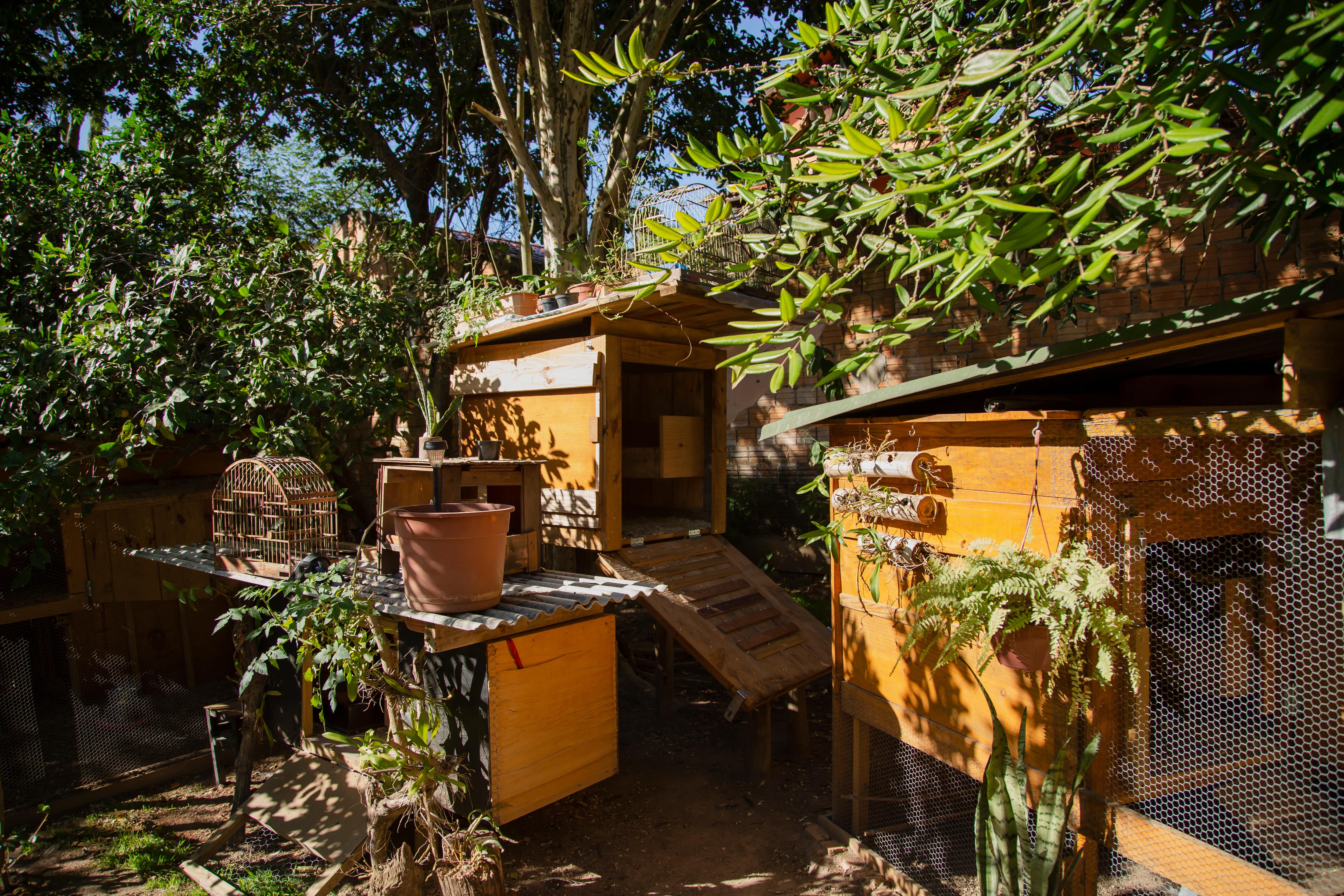 Multiple chicken coops in a garden filled with trees and leaves