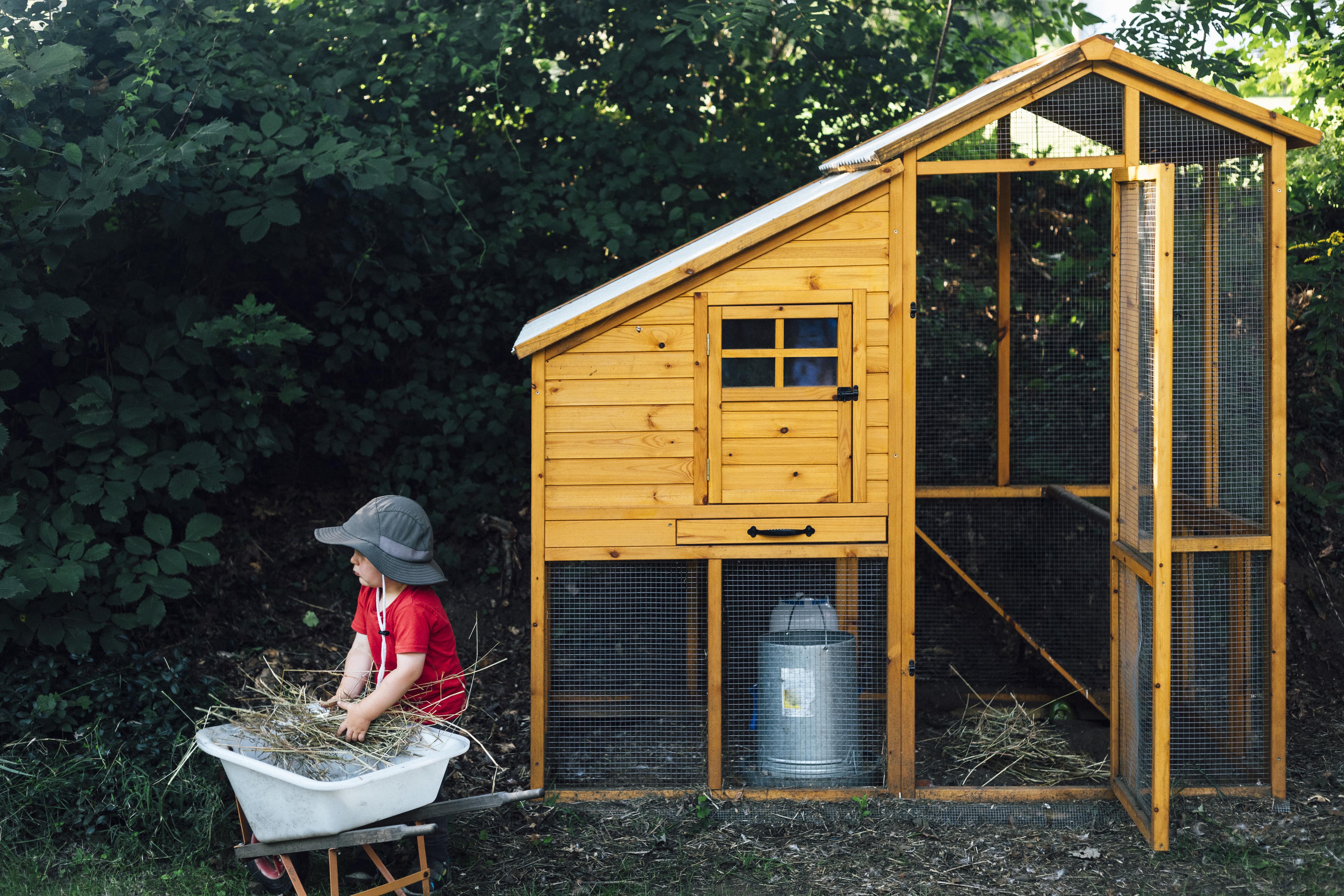 A young boy puts hay into a wheelbarrow in front of a chicken coop