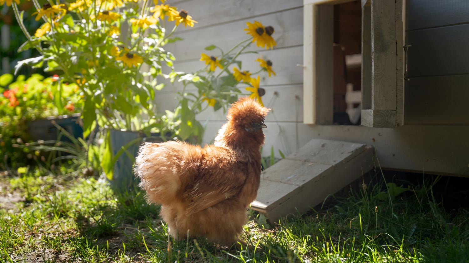 A chicken entering the chicken coop