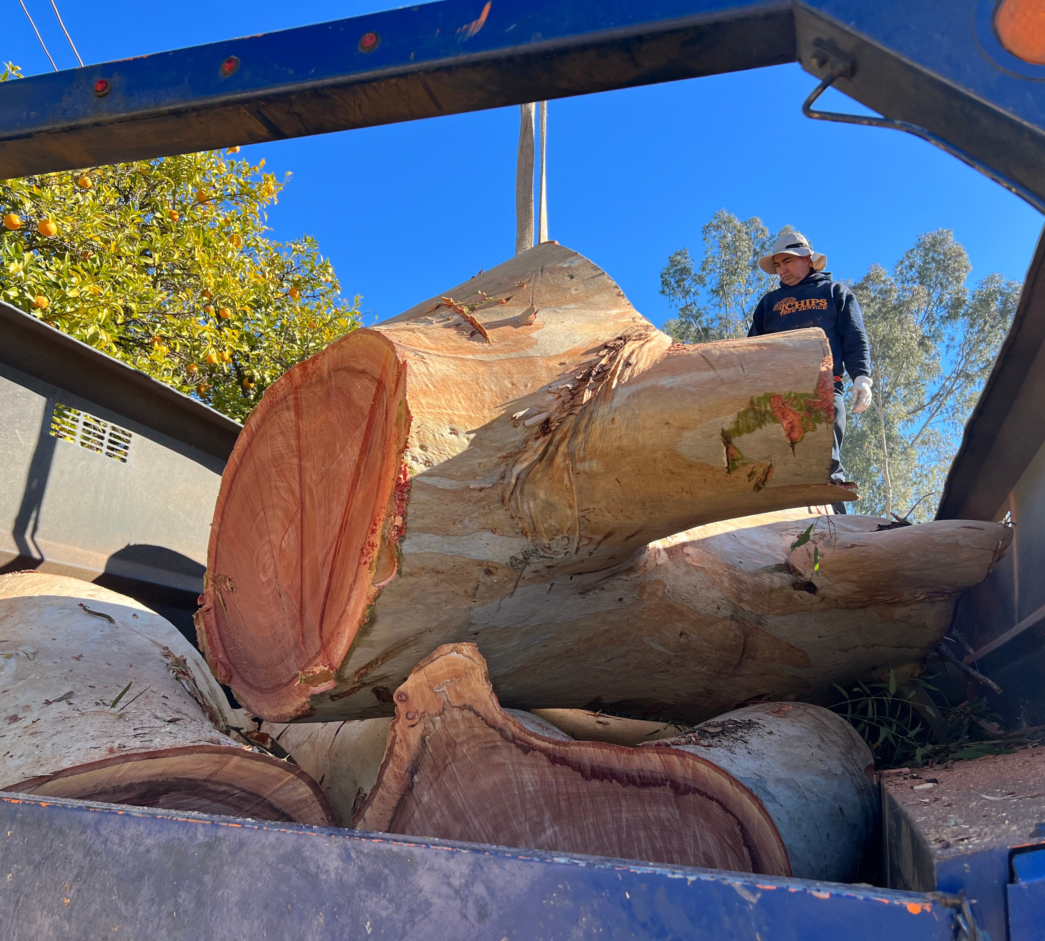 Large tree stump 