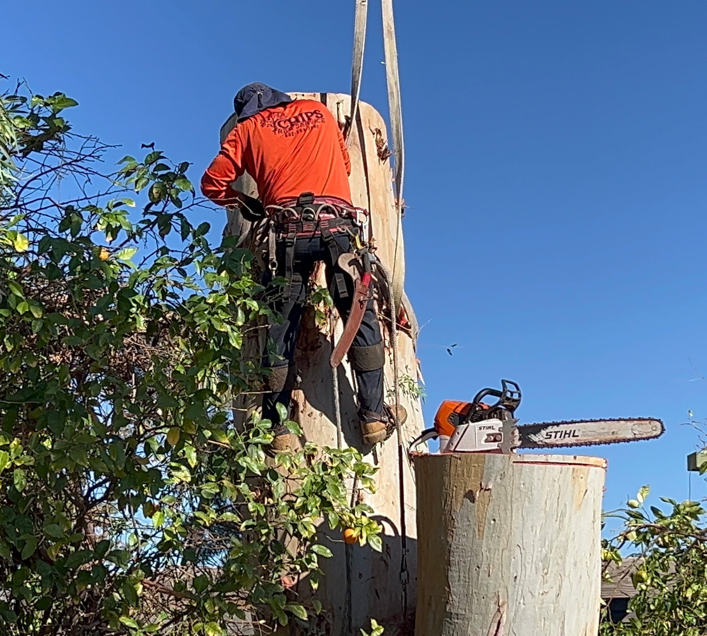 Tree removal with saw