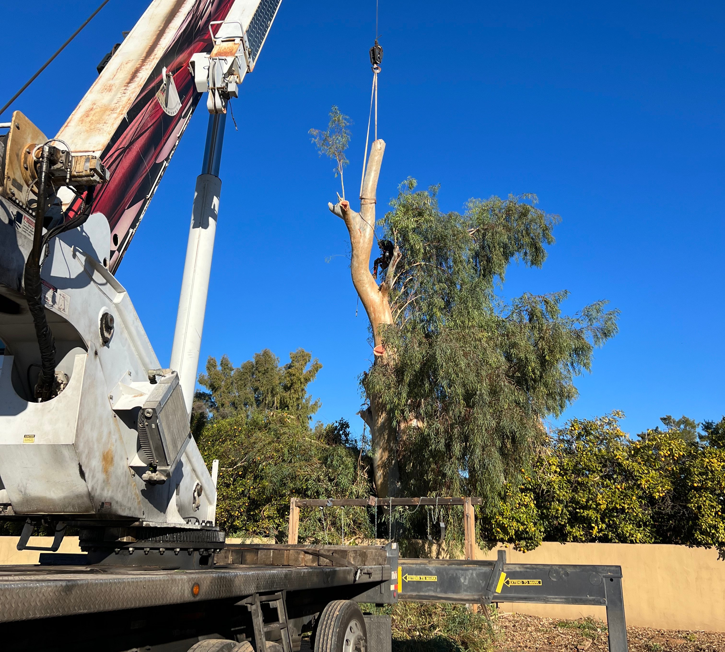Crane removing a tree