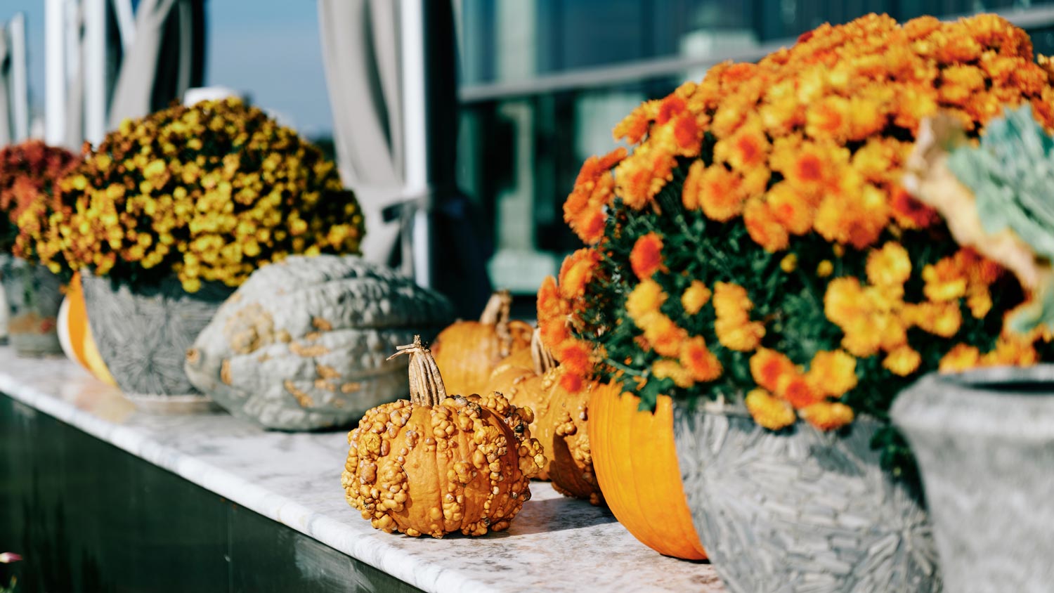 Chrysanthemums and pumpkins by a window