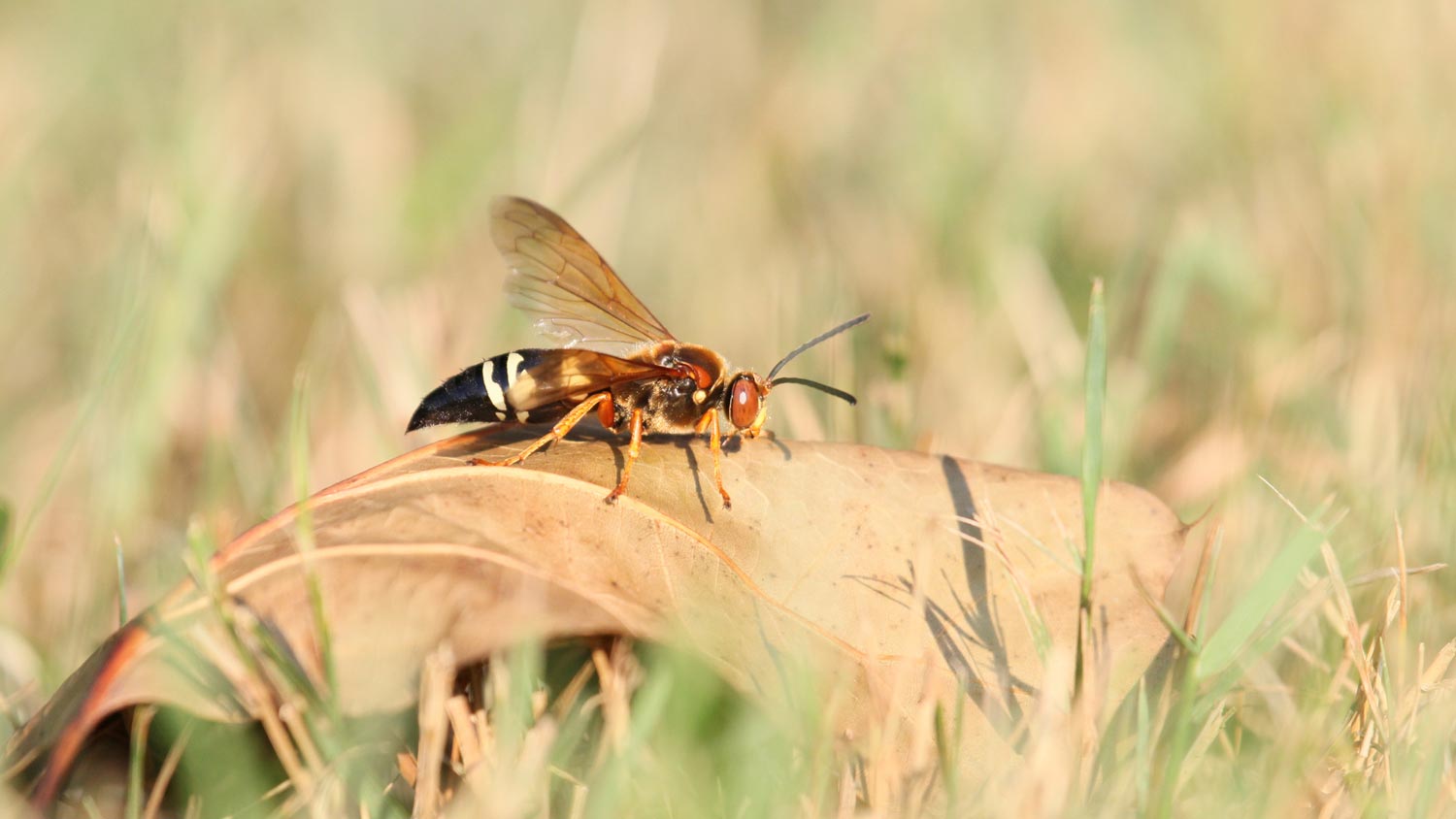 A cicada killer sitting on a dry leaf