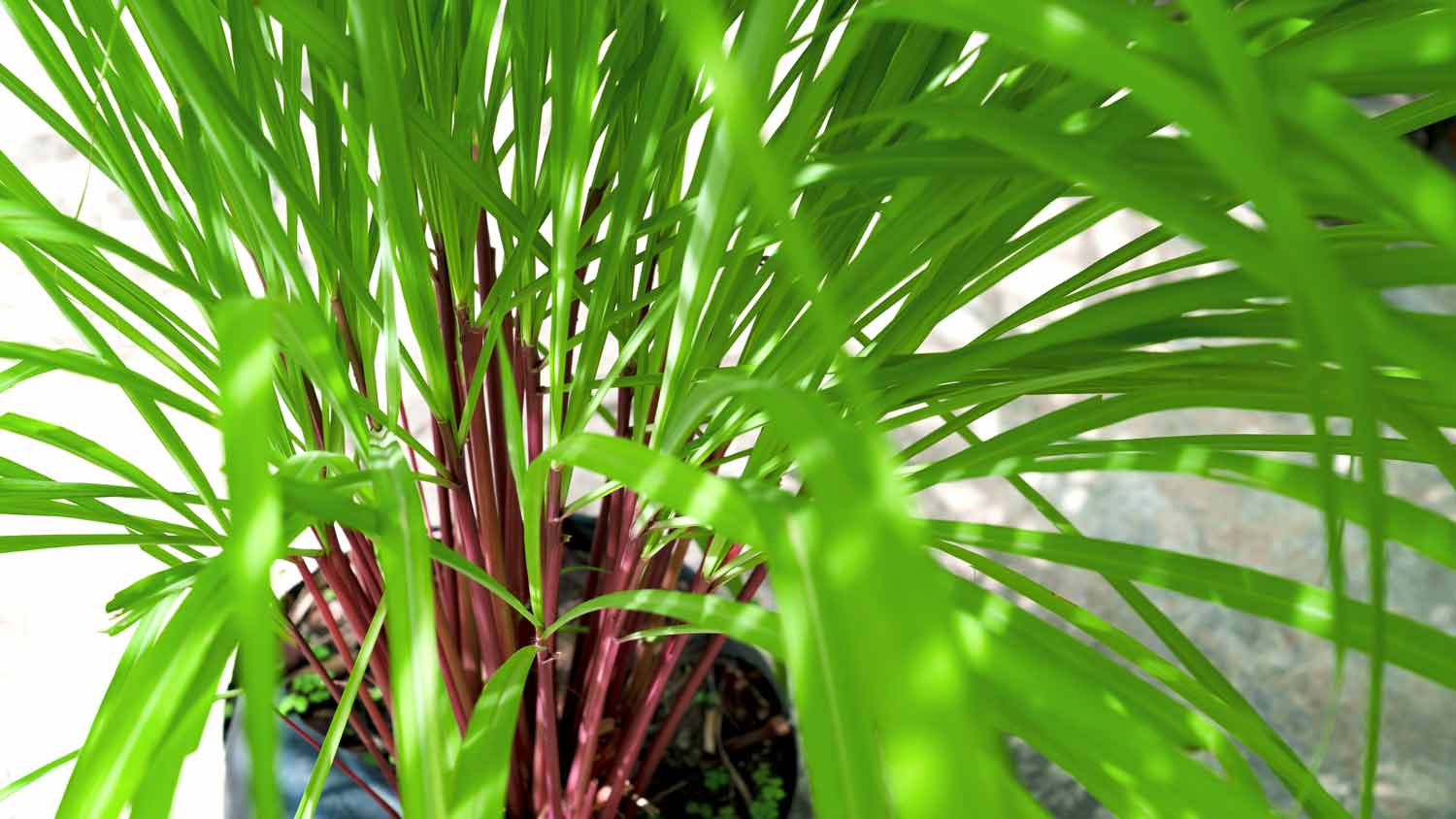 leaves of citronella plant