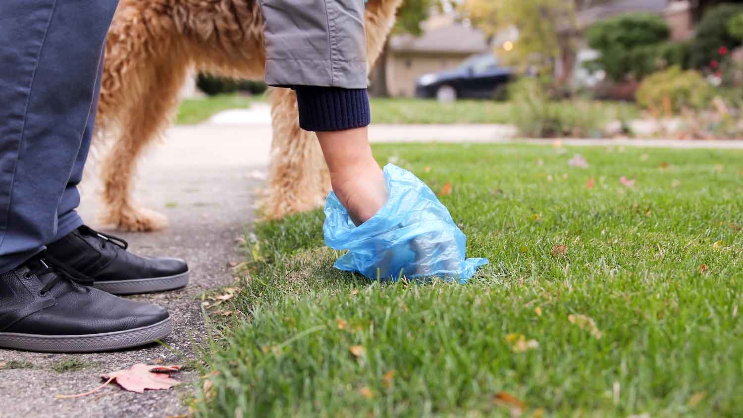 Man using bag to clean up after his dog