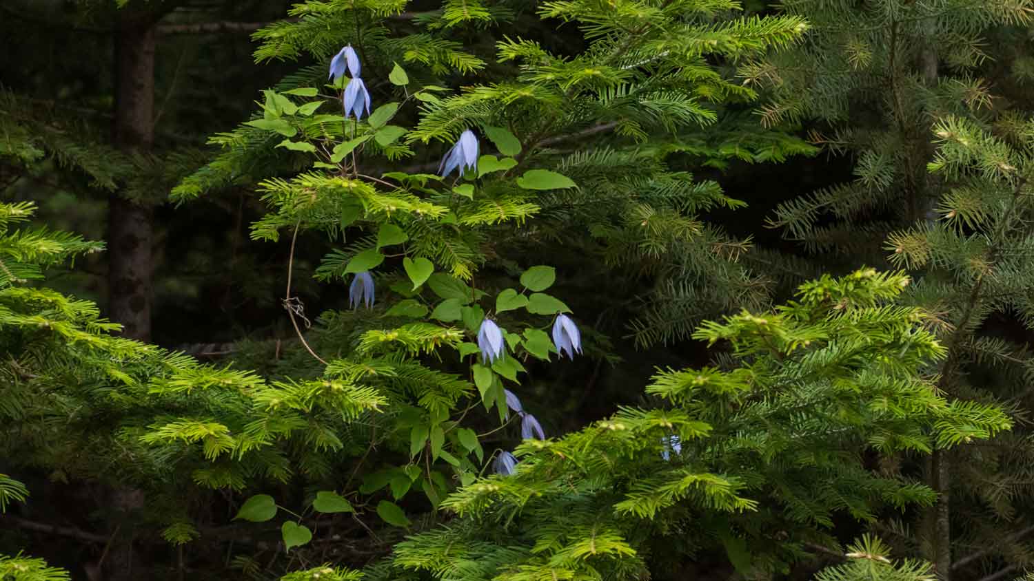 A clemantis vine climbing a grand fir tree