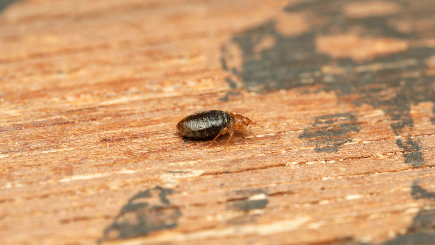 Identifying Common Household Insect Pests