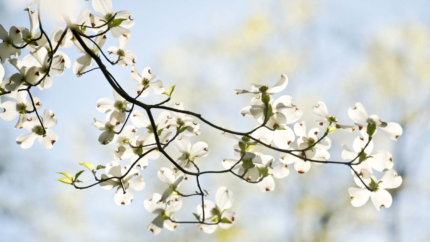 Close-up of a blooming dogwood tree