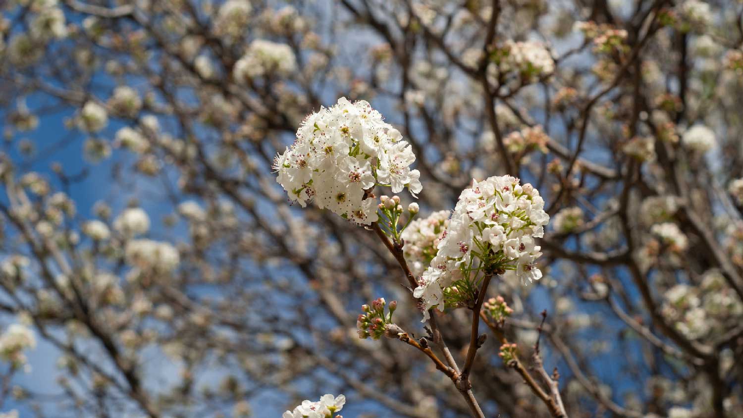 Close-up of the branch of a bradford pear tree