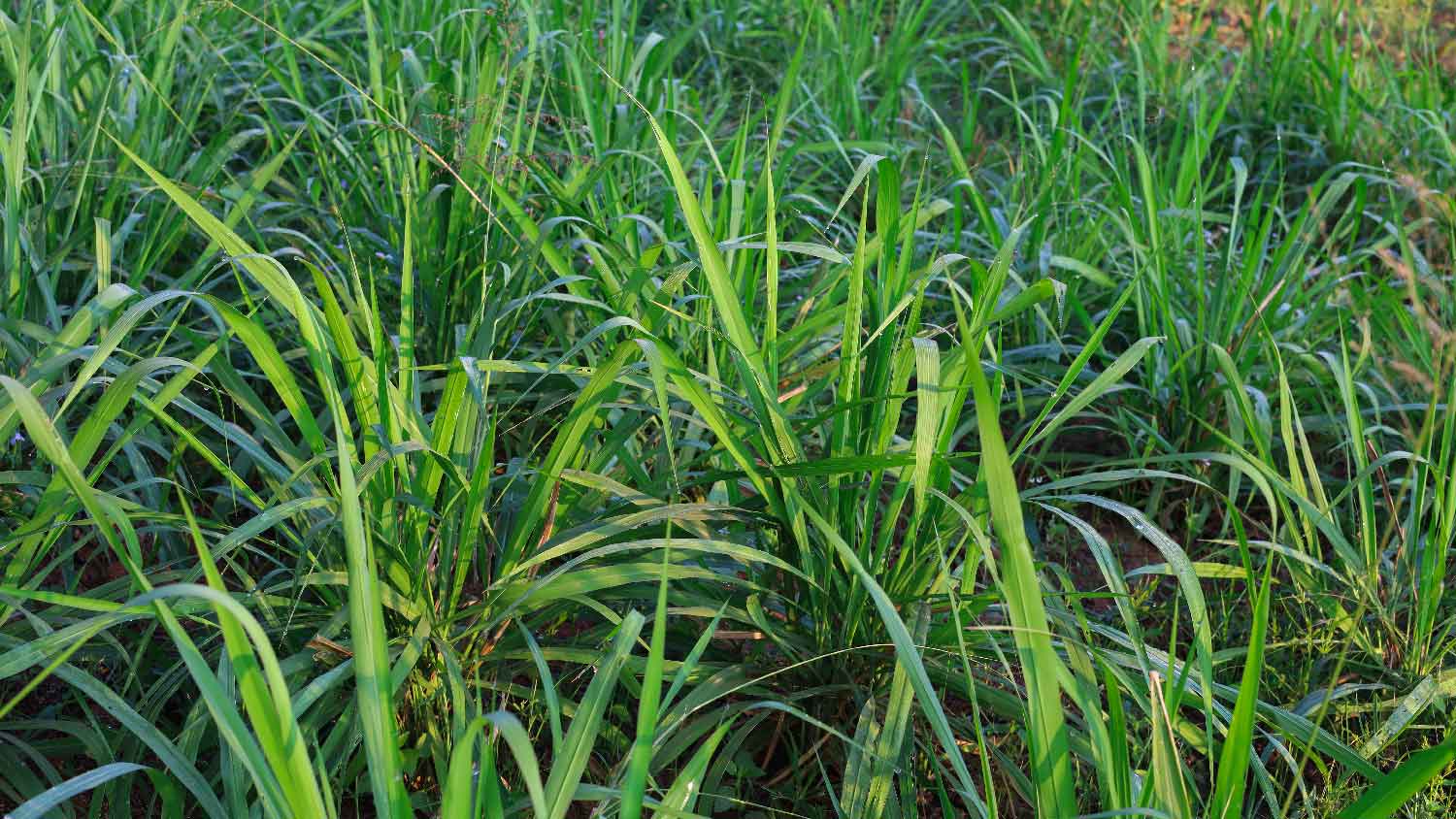 Close-up of buffalo grass