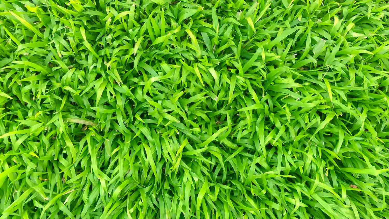 close up centipede grass