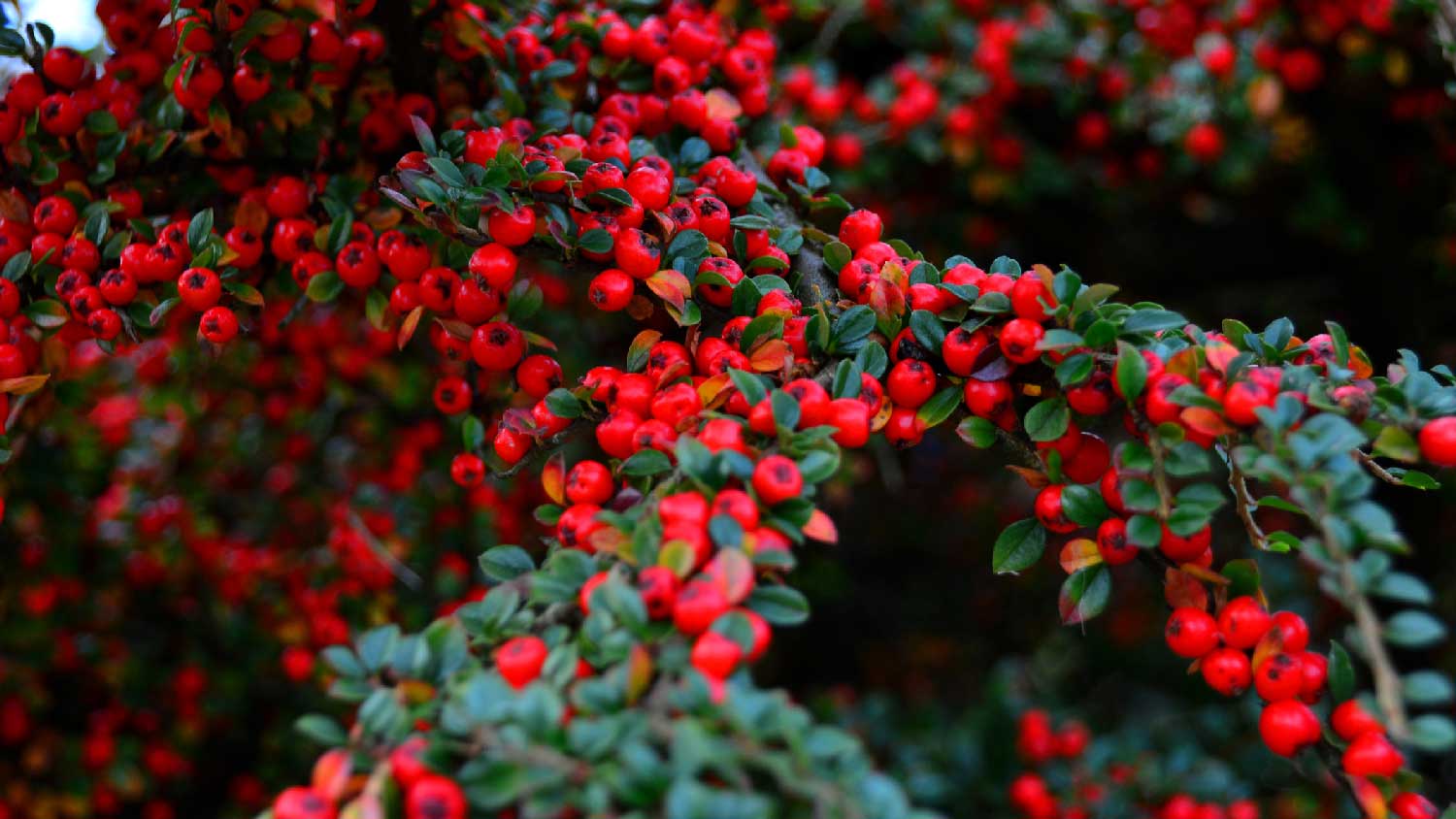 Close-up of a cotoneaster shrub