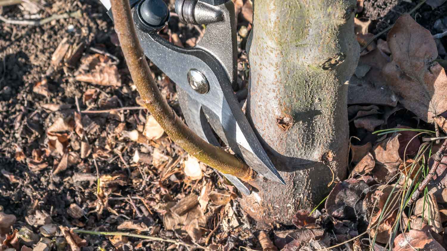 Close-up of cutting tree suckers