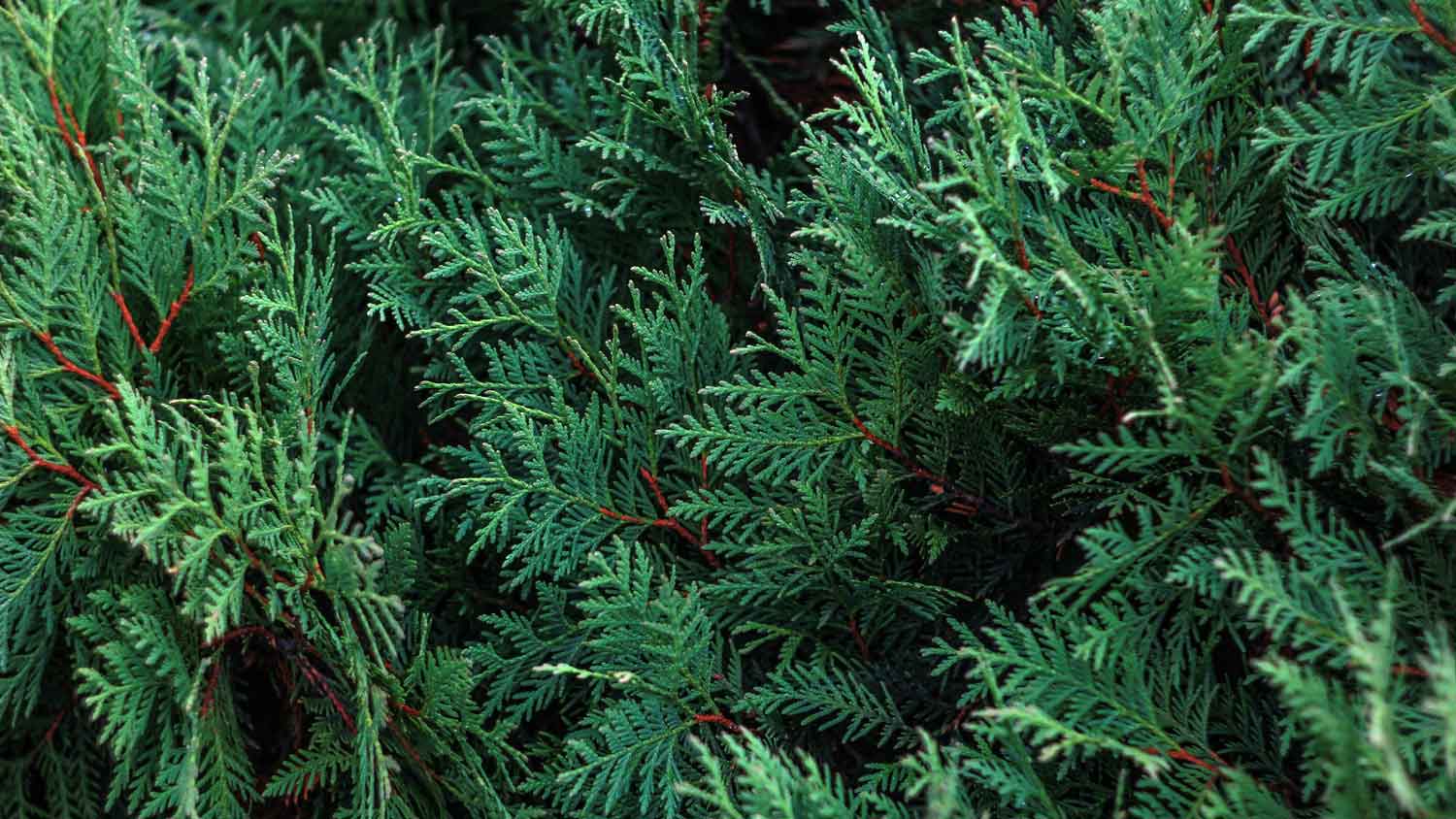 Close-up of a cypress tree