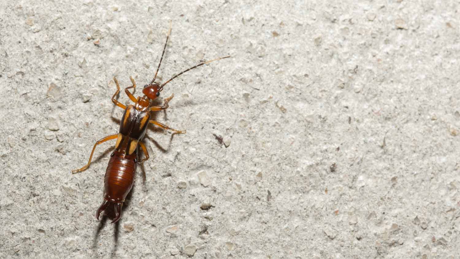 close up of earwig