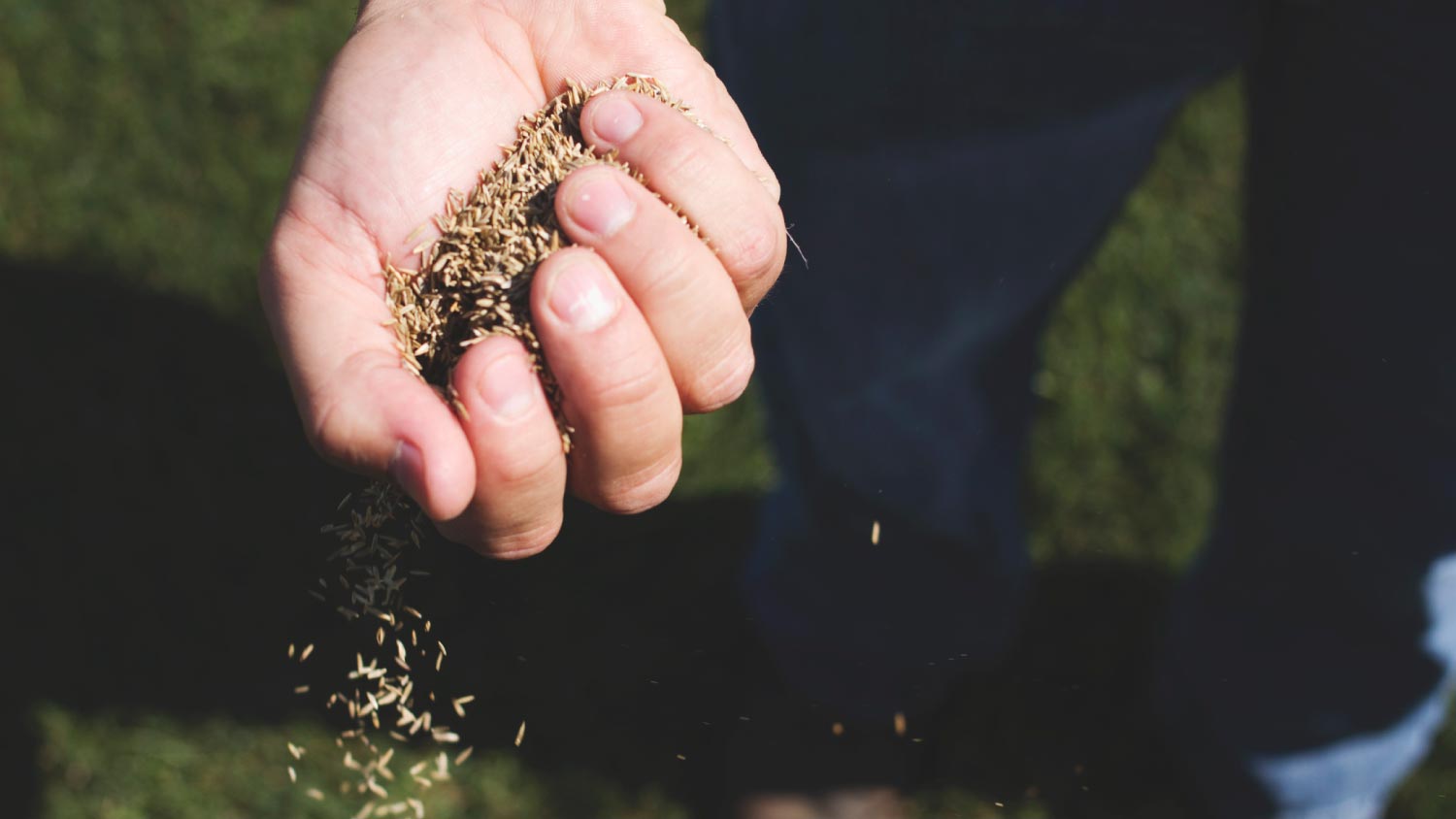 A close up of grass seeds