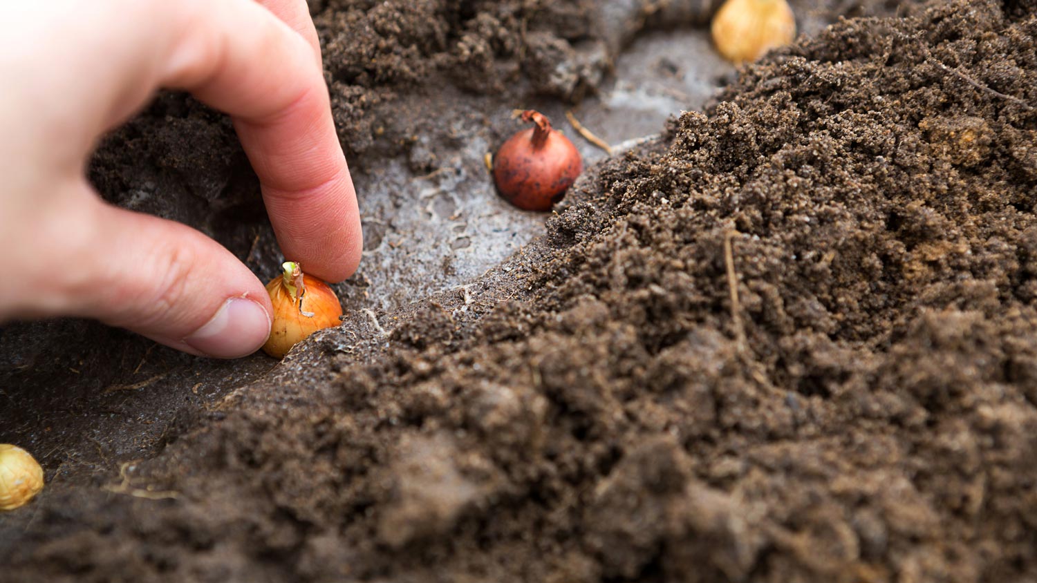 Close-up of a hand planting bulbs in the ground