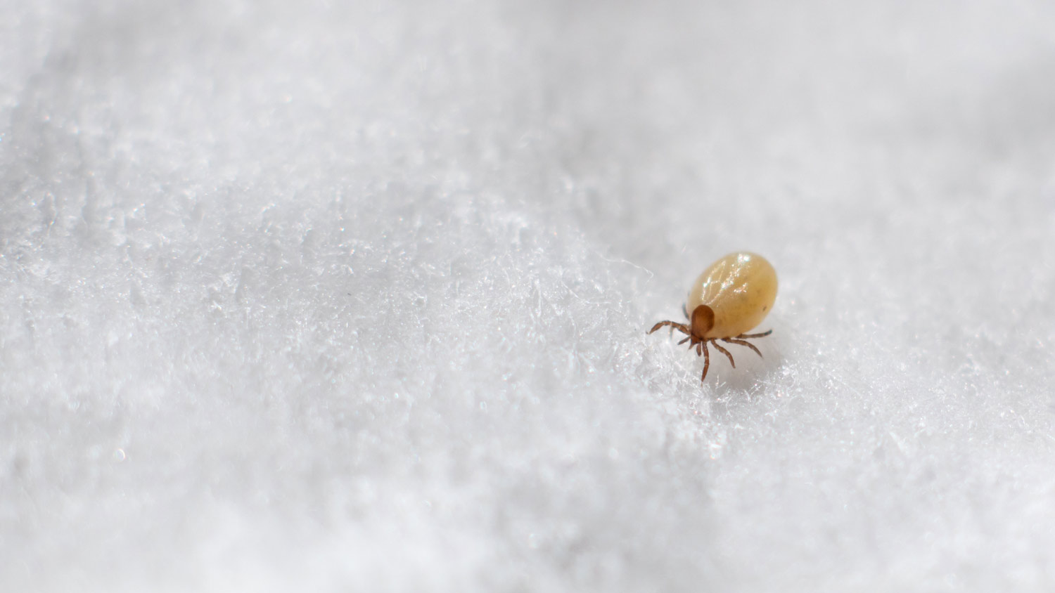 close up of a mite