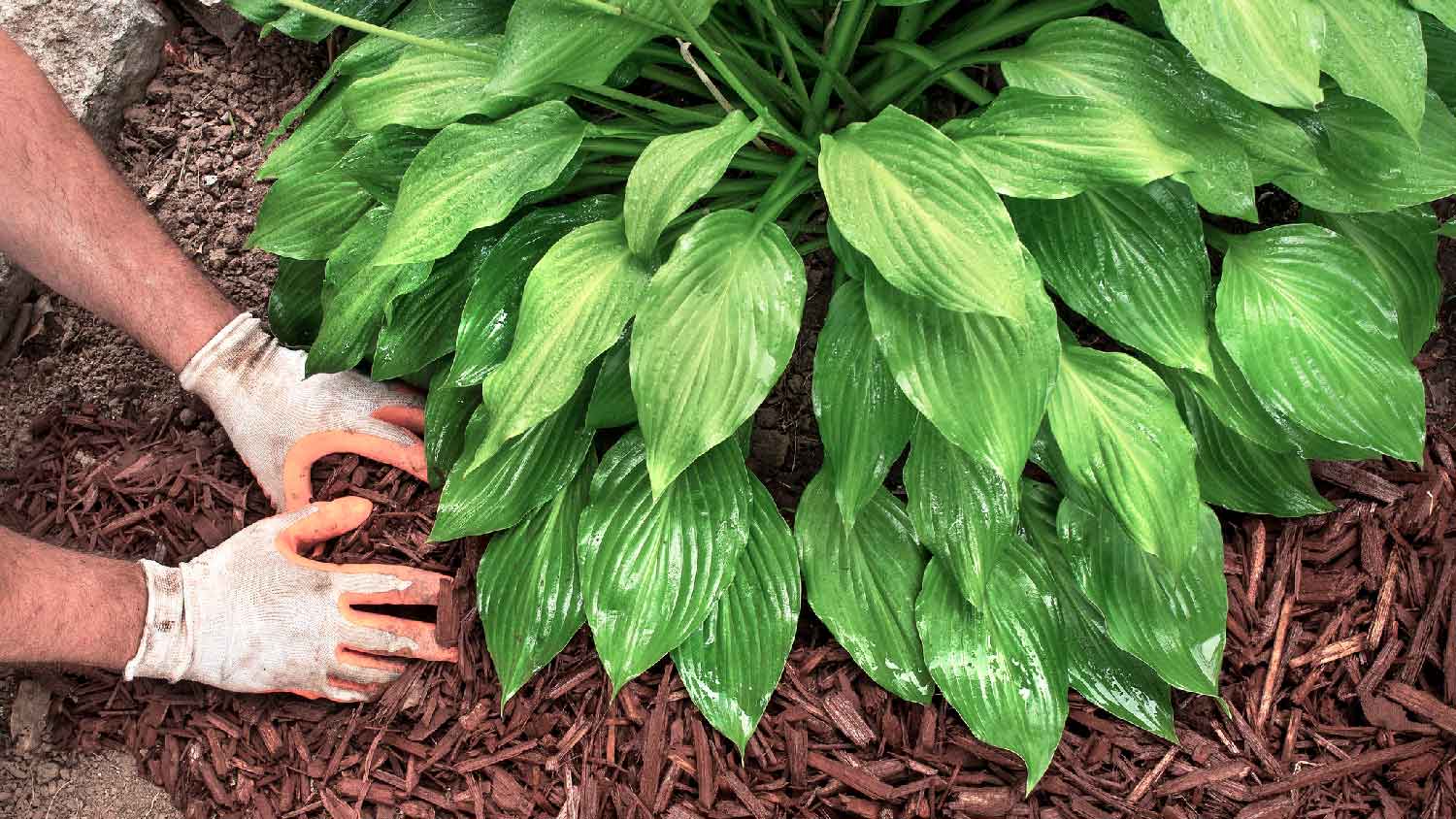 Close-up of spreading mulch with hands