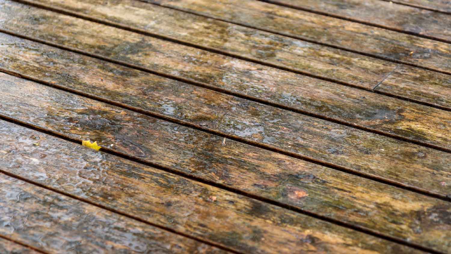 Close-up of a wooden patio with visible spots of mold
