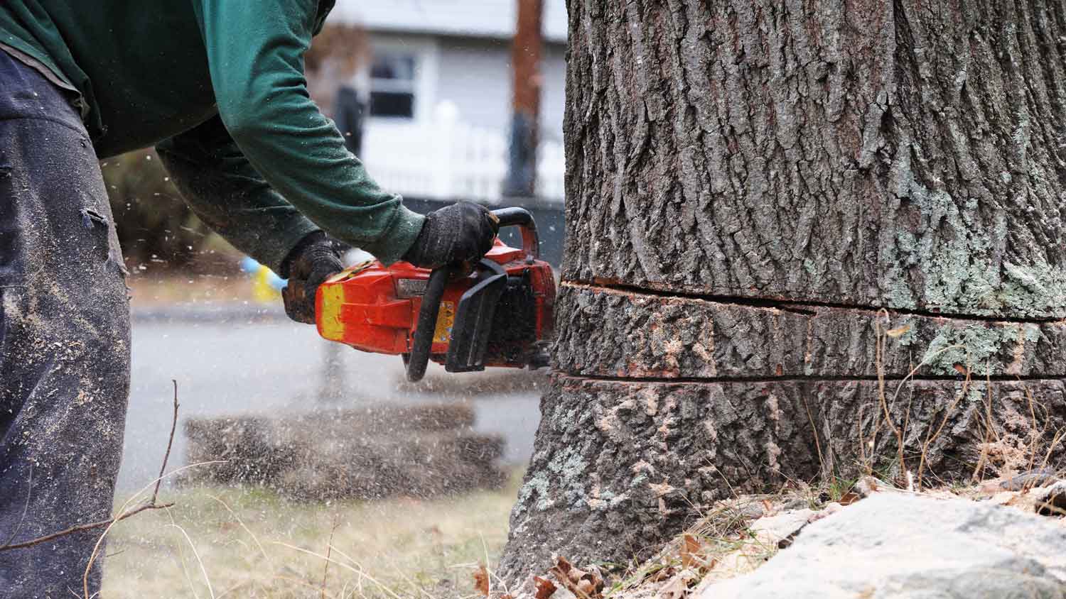 Close-up of a person cutting a tree trunk with a chainshaw