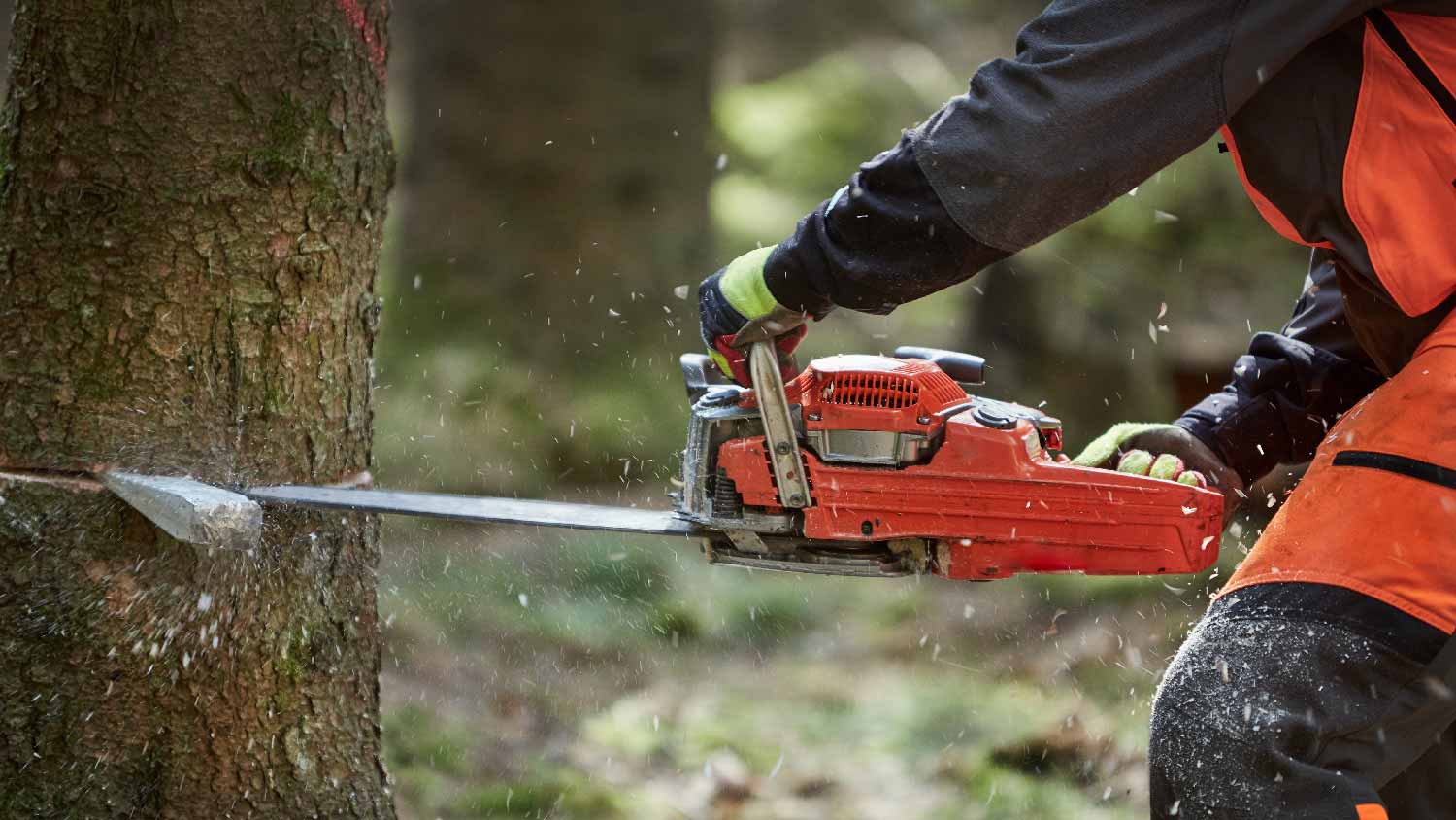 A professional cutting a tree by creating a notch