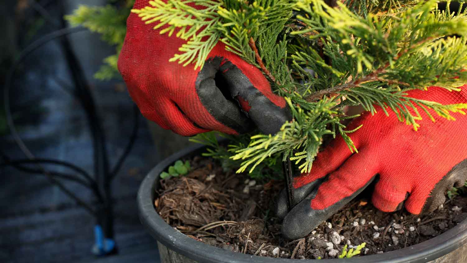 Close-up of a person planting a hedge 