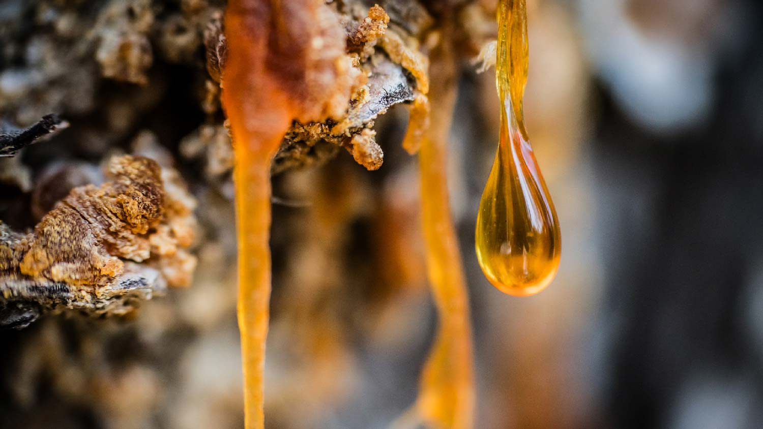 Close-up of pine sap