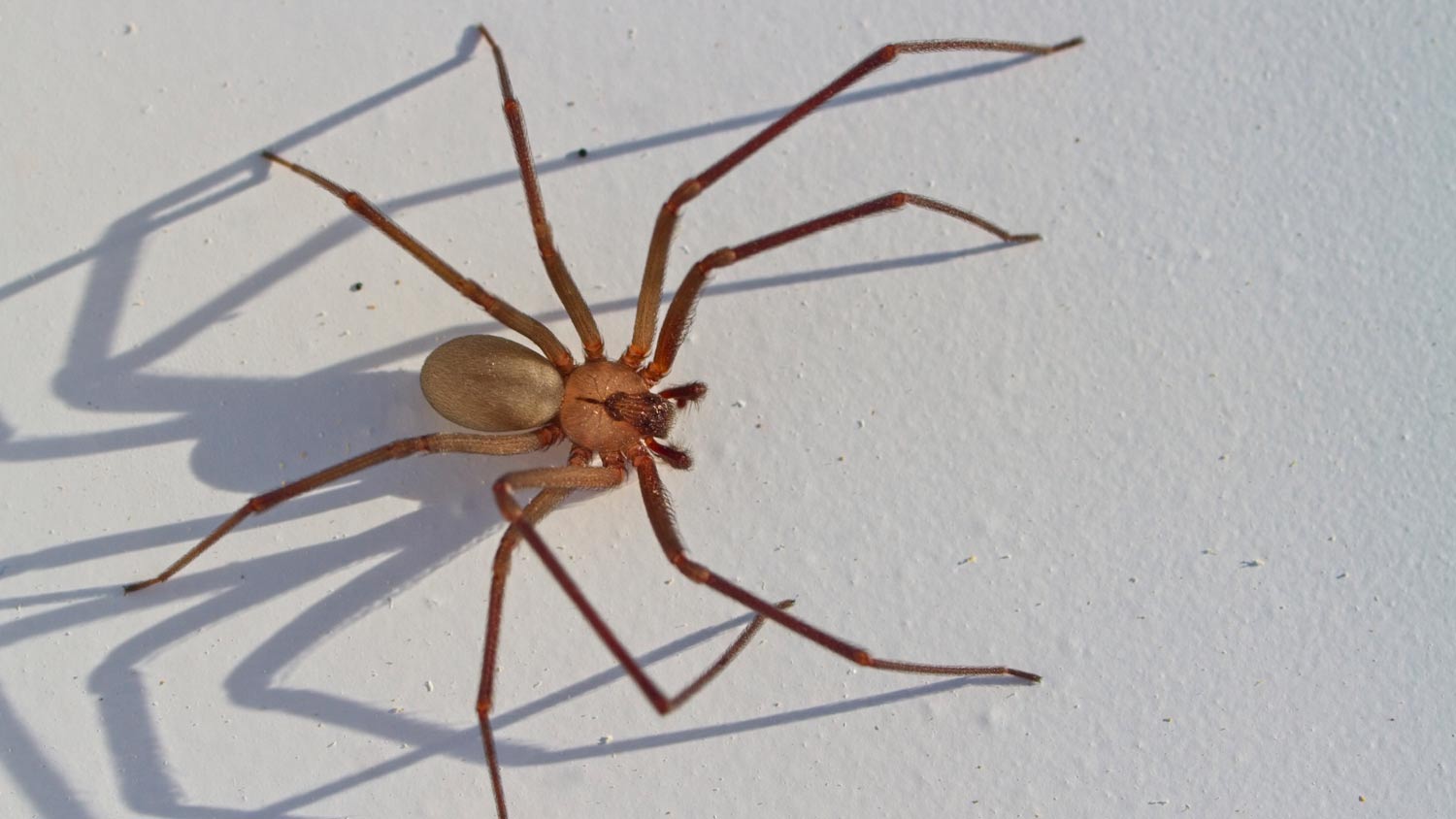 close up of recluse spider