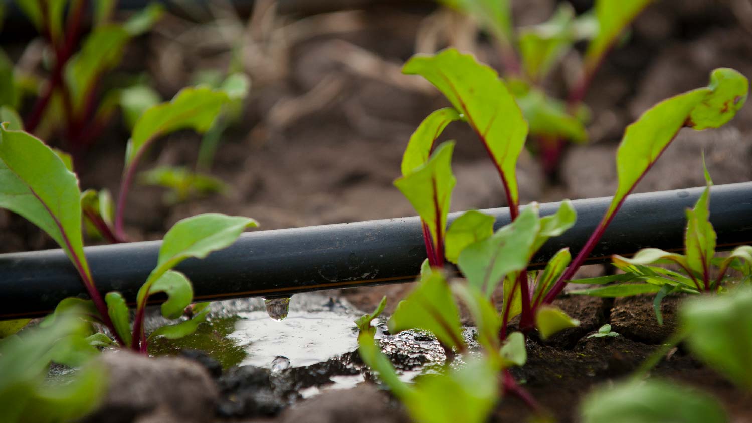 Close-up of soil irrigation