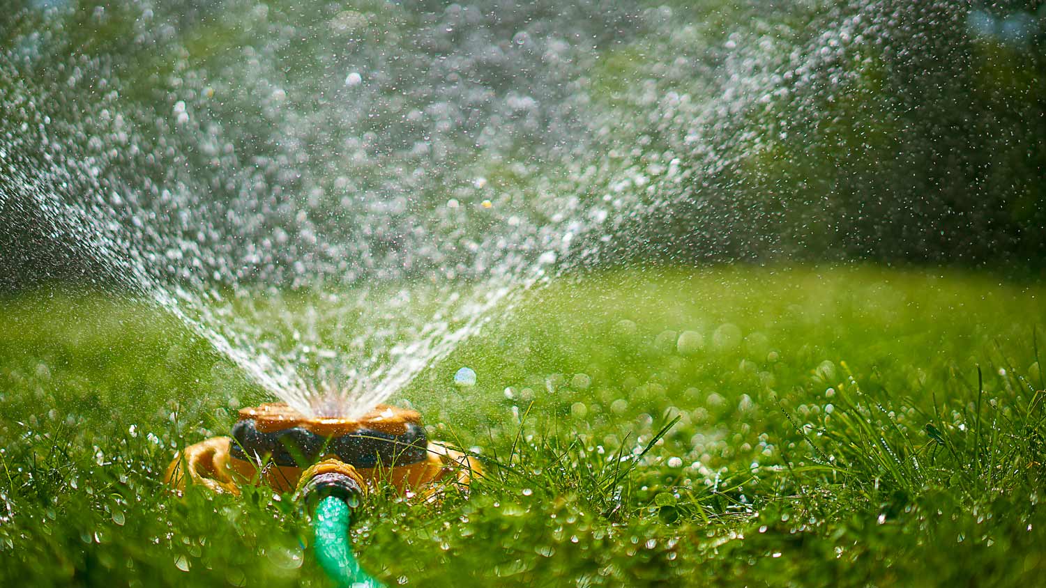 Close-up of a sprinkler watering the lawn