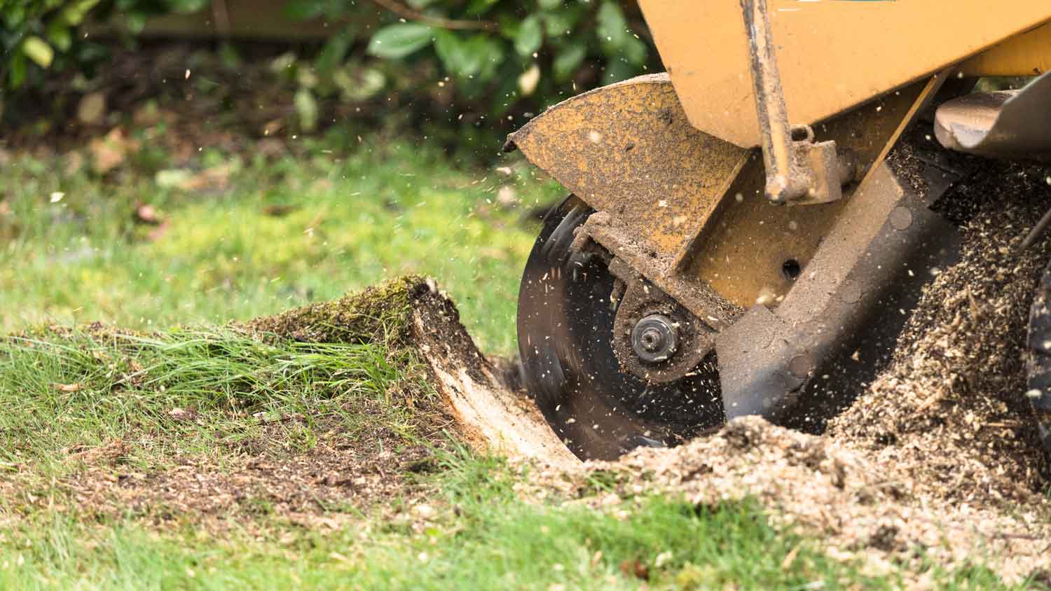 Close-up of a stump grinder in action