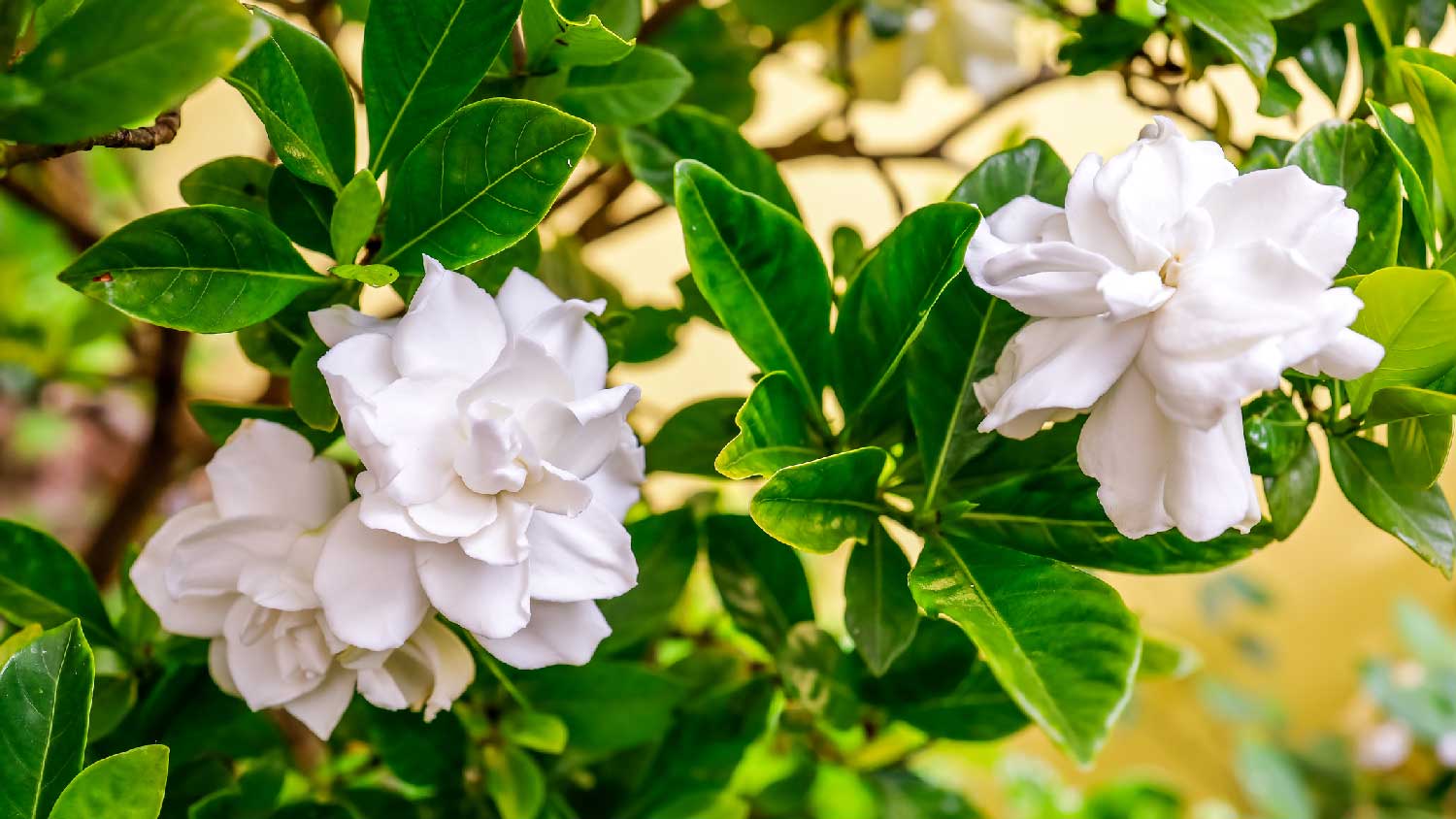 Close-up of white gardenia flowers