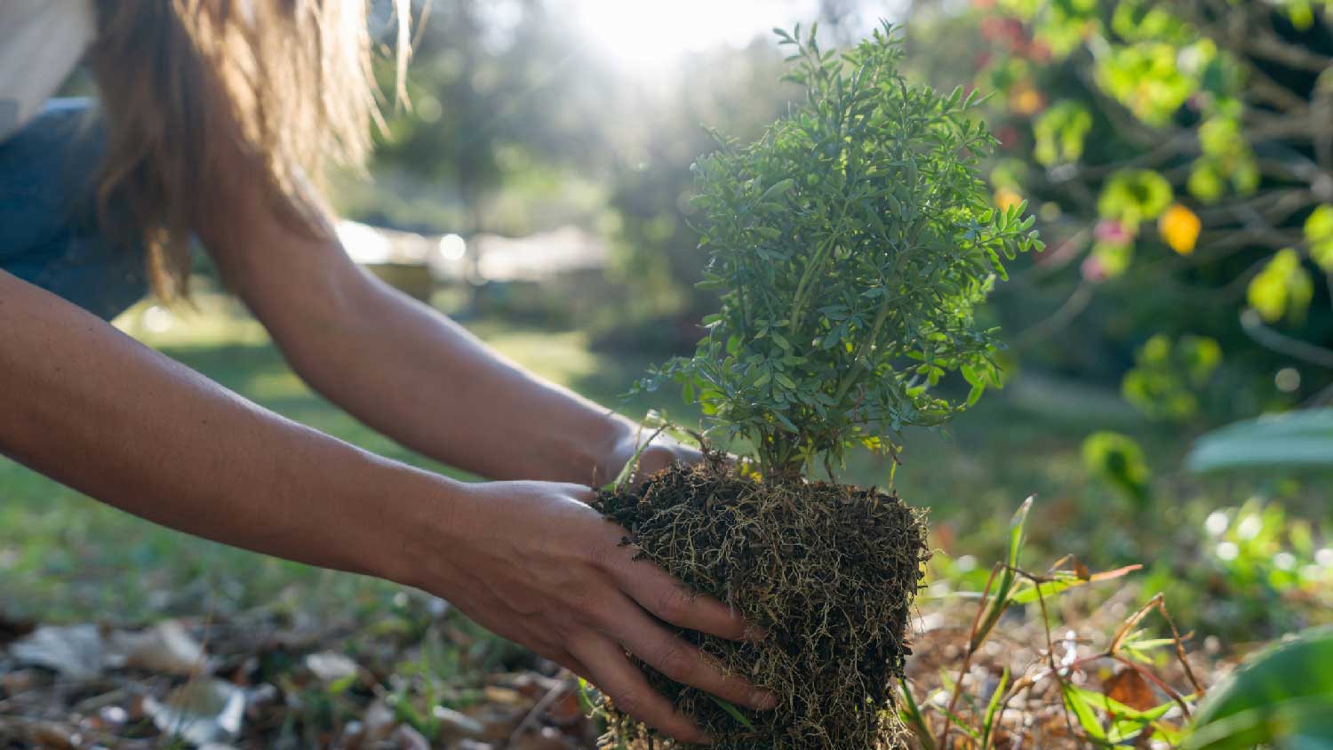 Close-up of a woman planting a bush in the ground